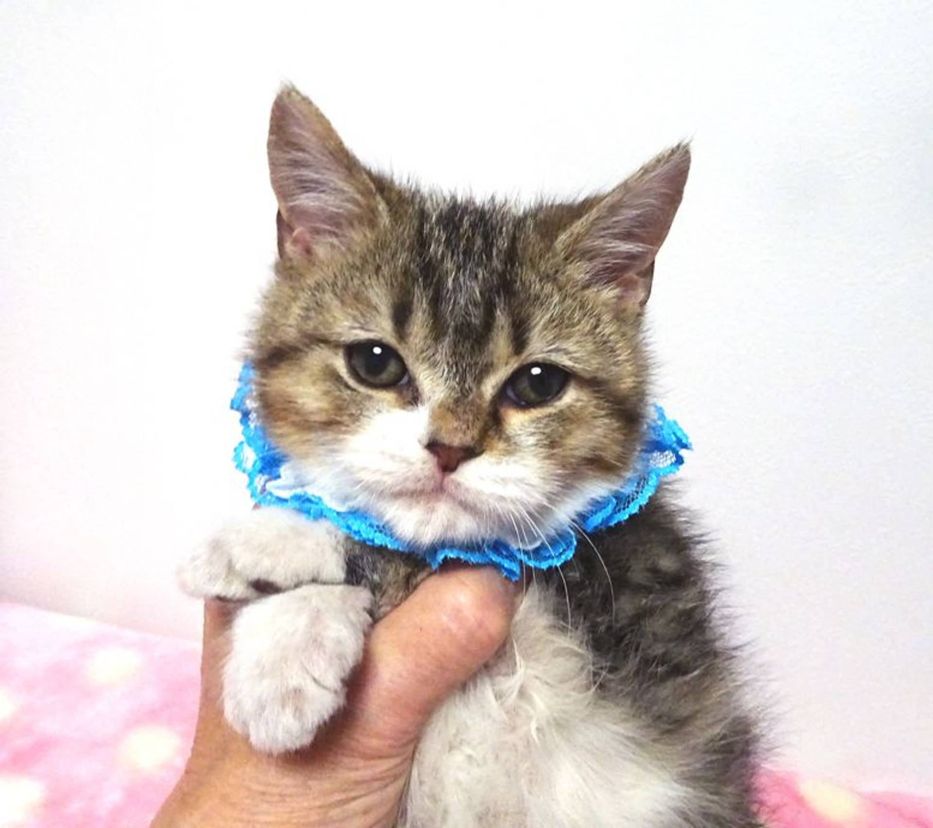 セルカークレックス・オスの里親募集の写真