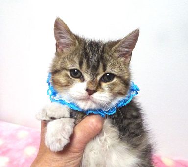 ペガくんの写真