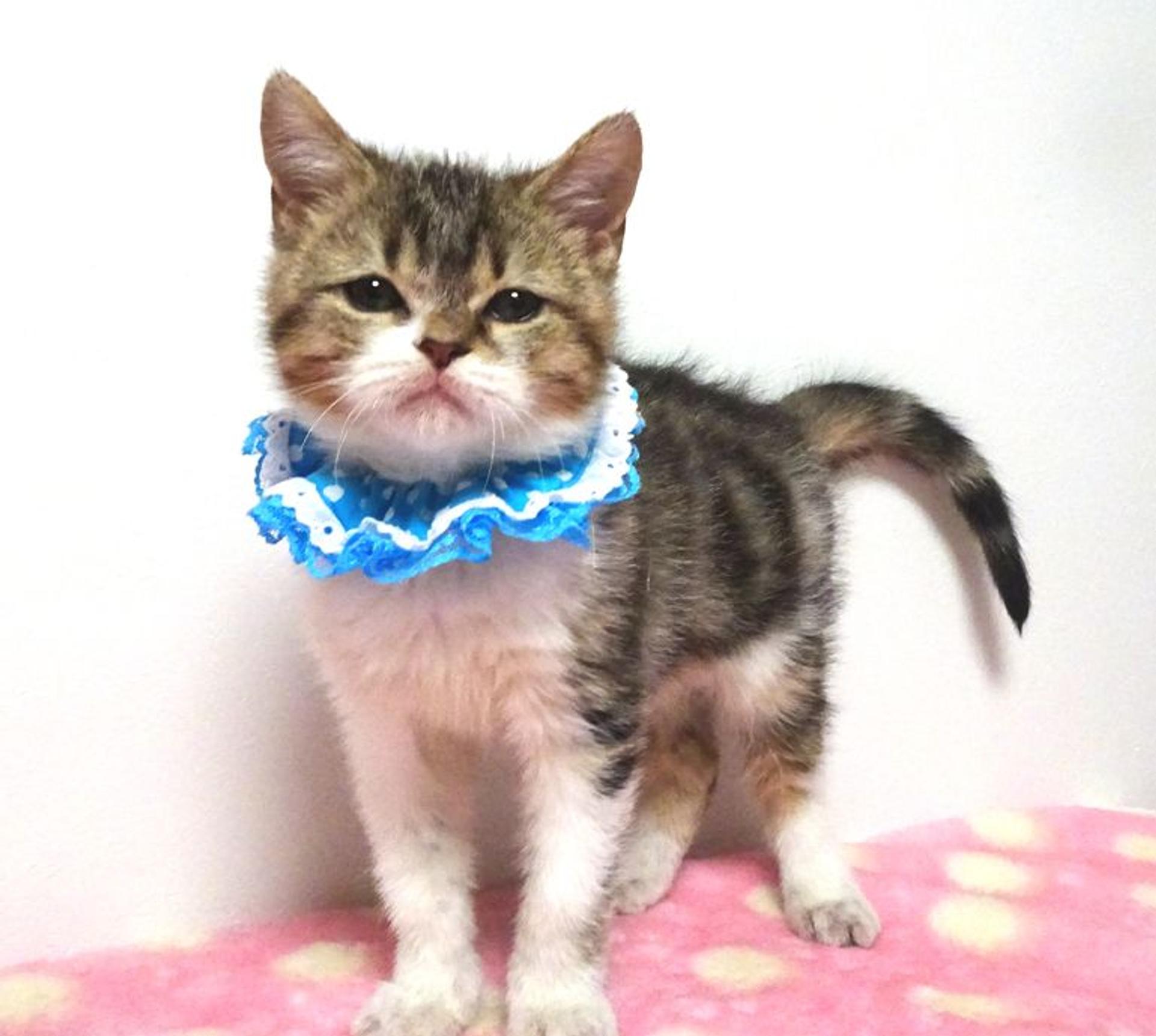 pet-image-3
