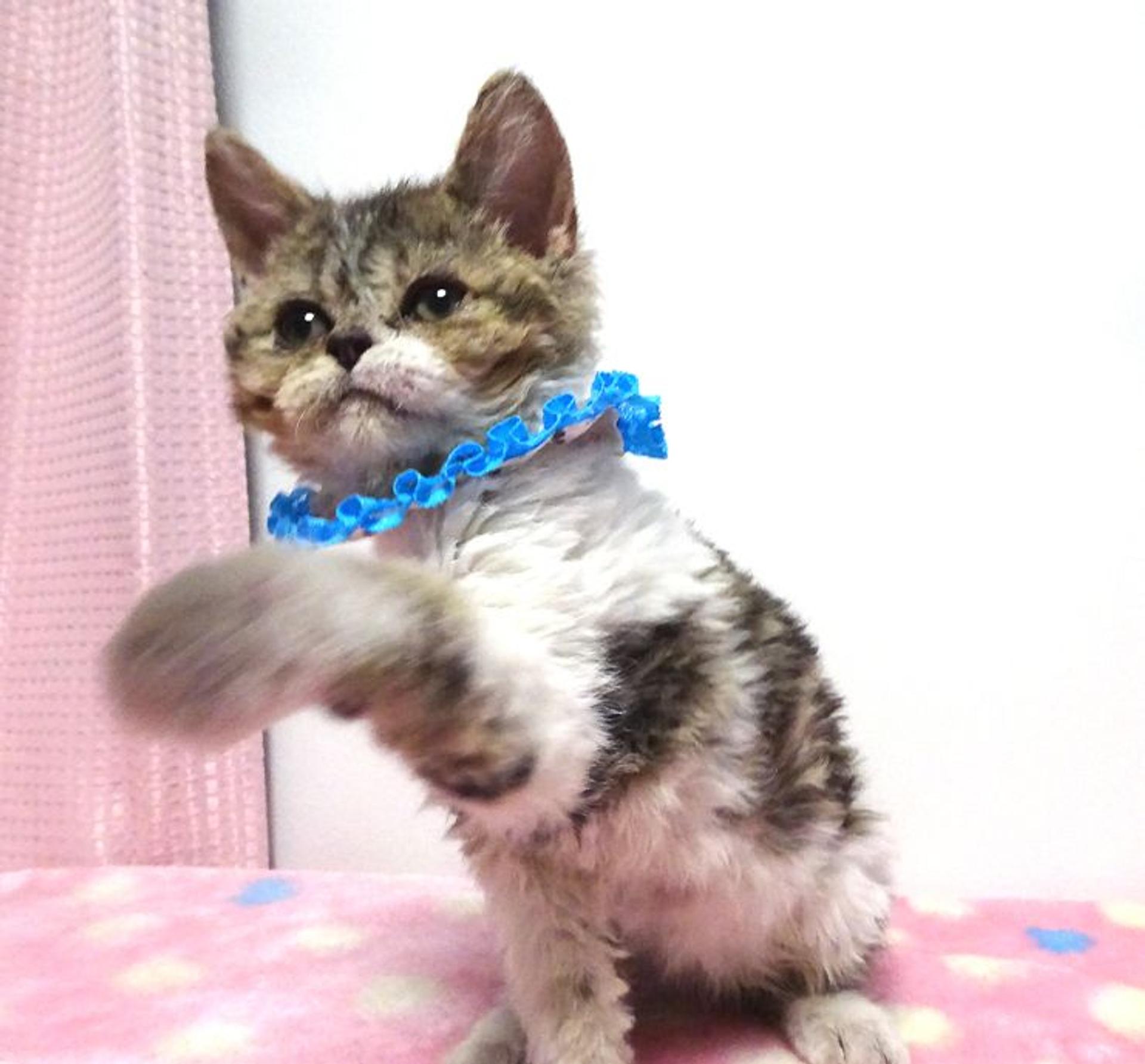 pet-image-3