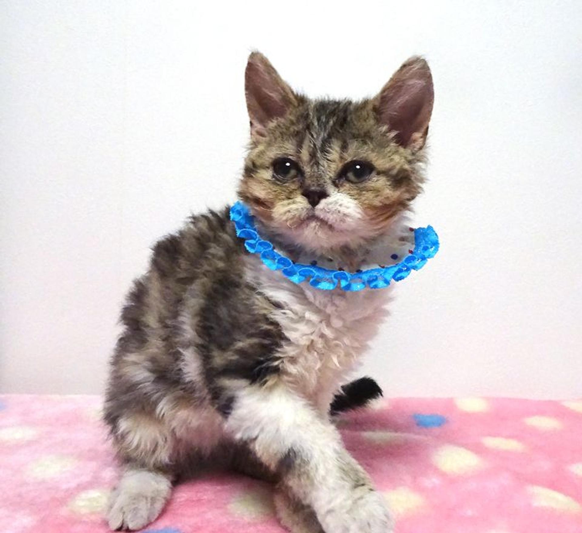 pet-image-4