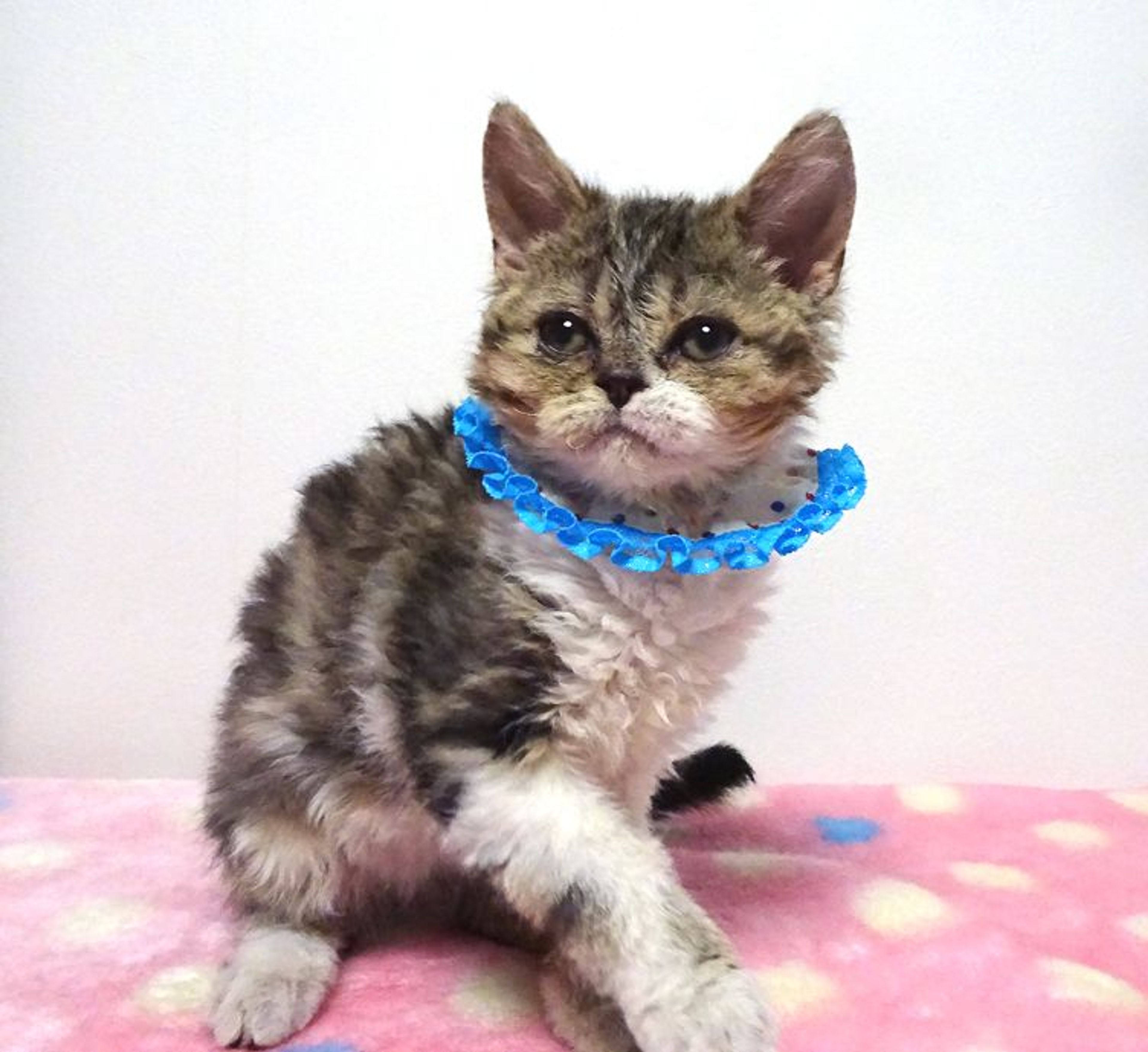 pet-image-4