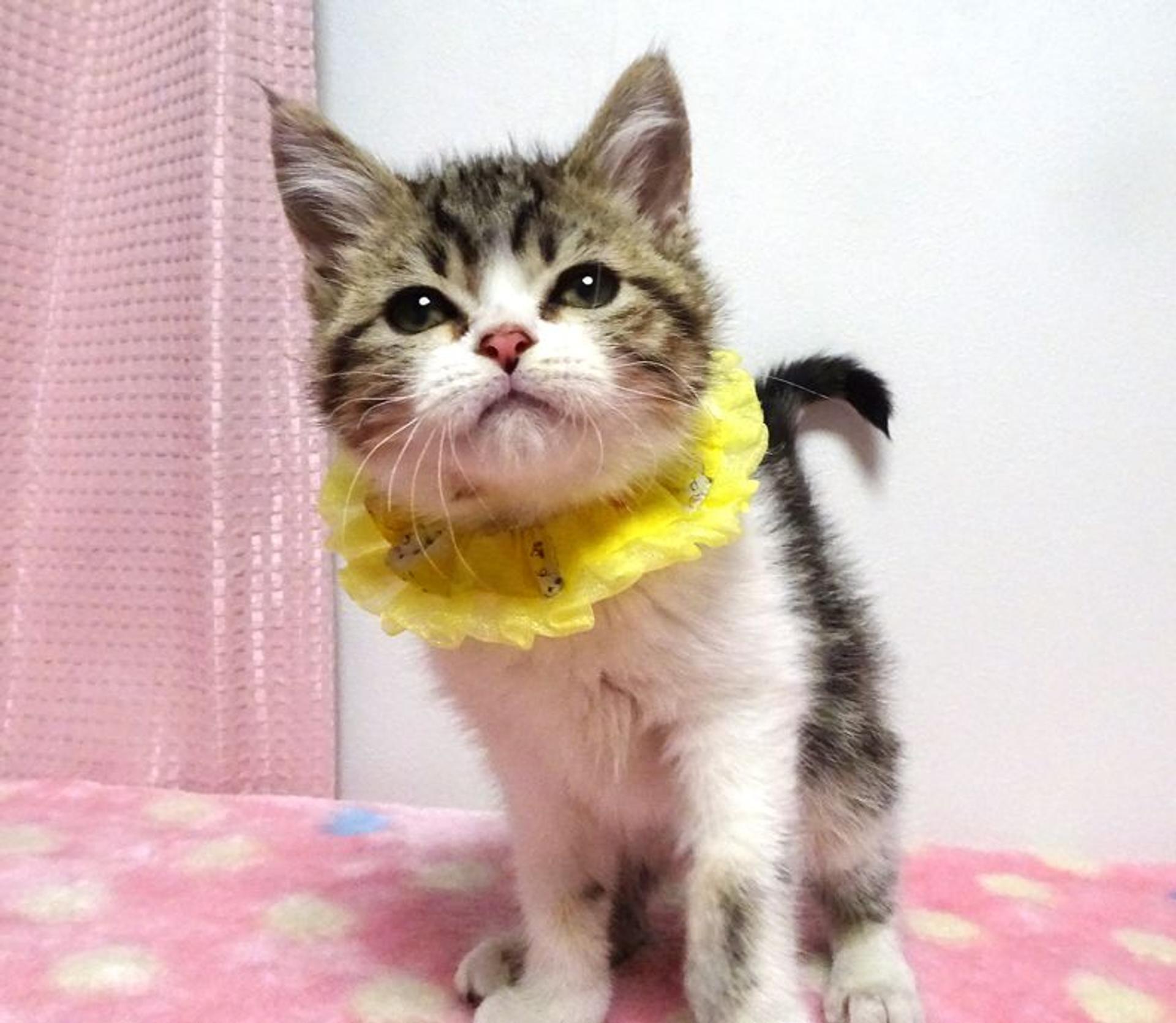 pet-image-3