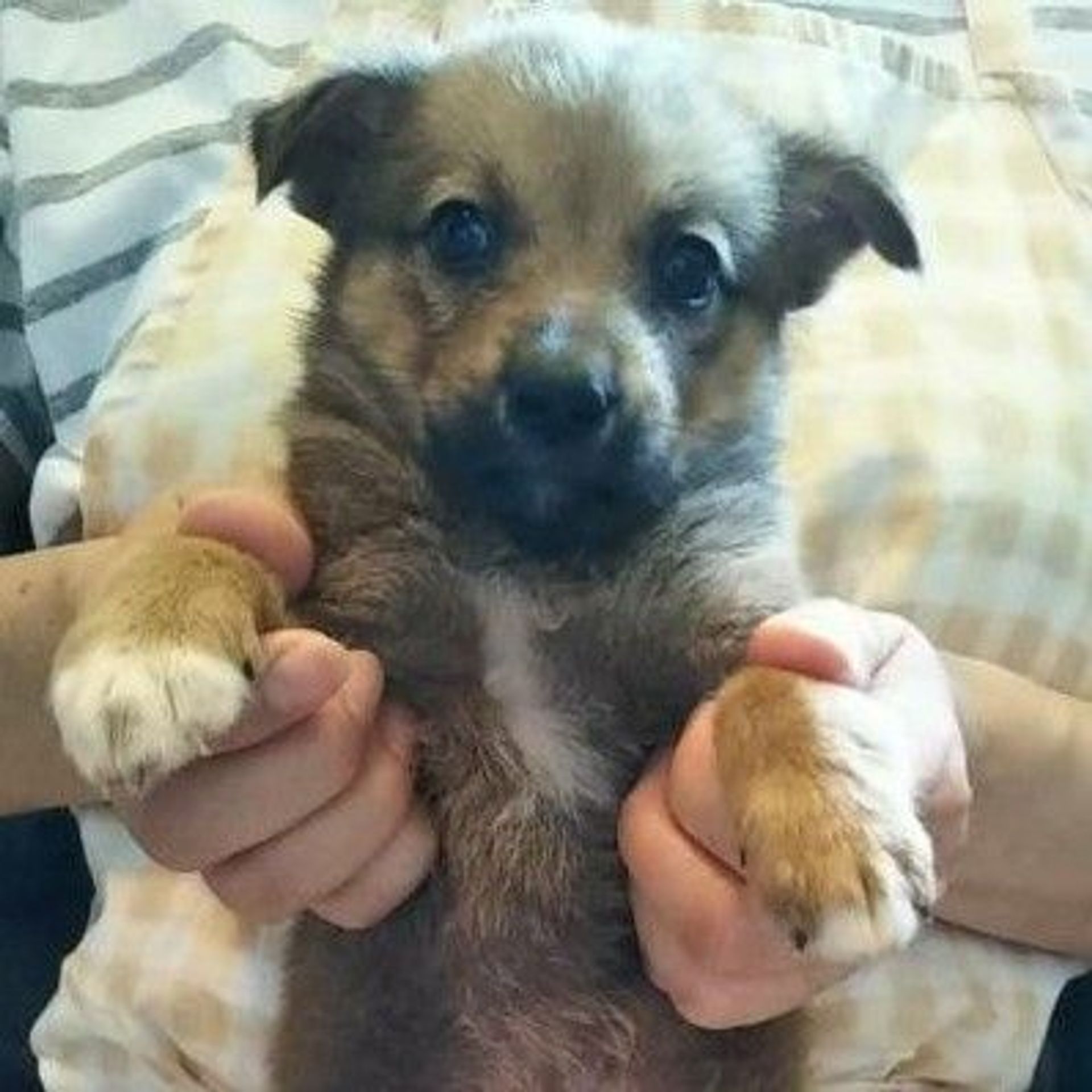 雑種（ミックス犬）・メスの里親募集の写真