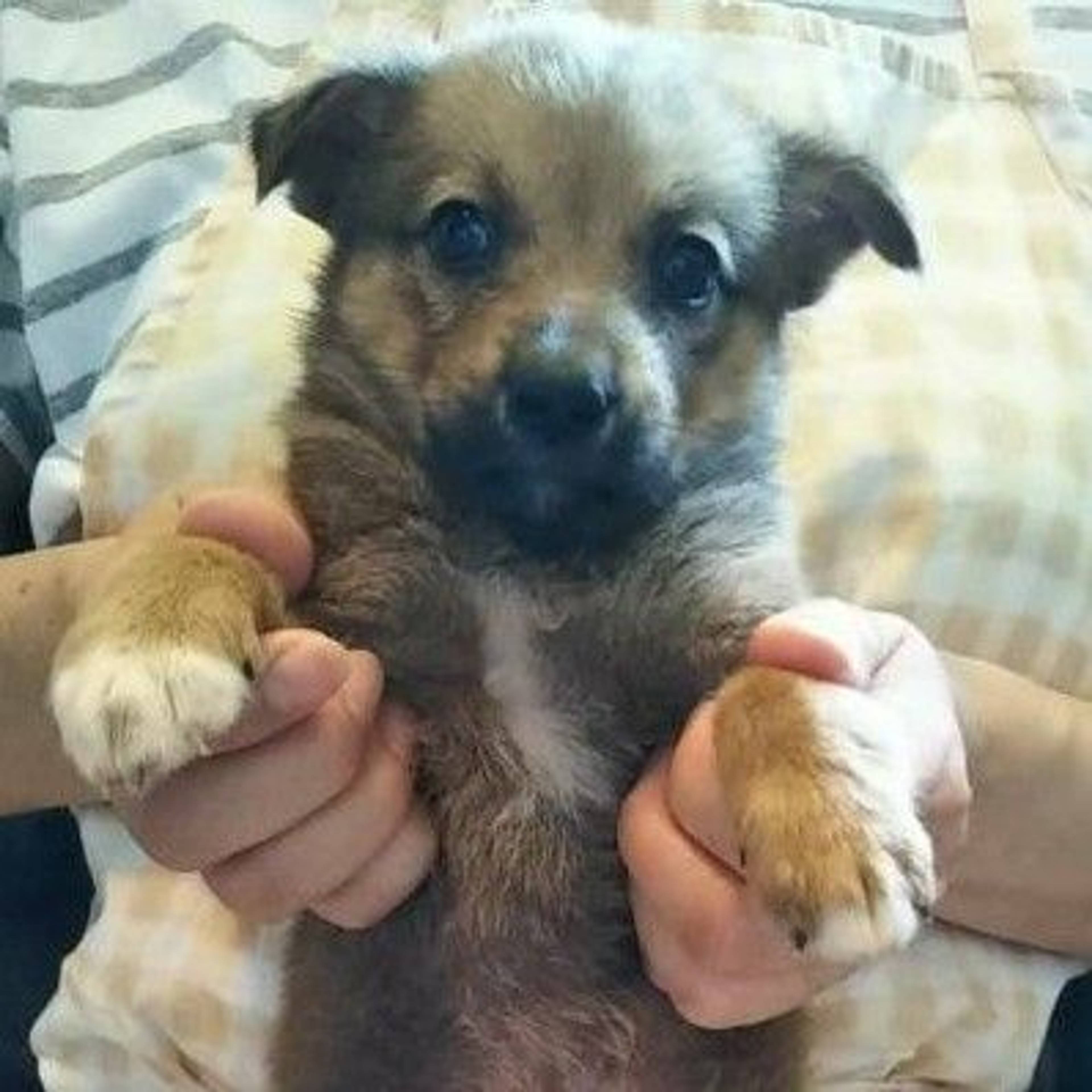 雑種（ミックス犬）・メスの里親募集の写真