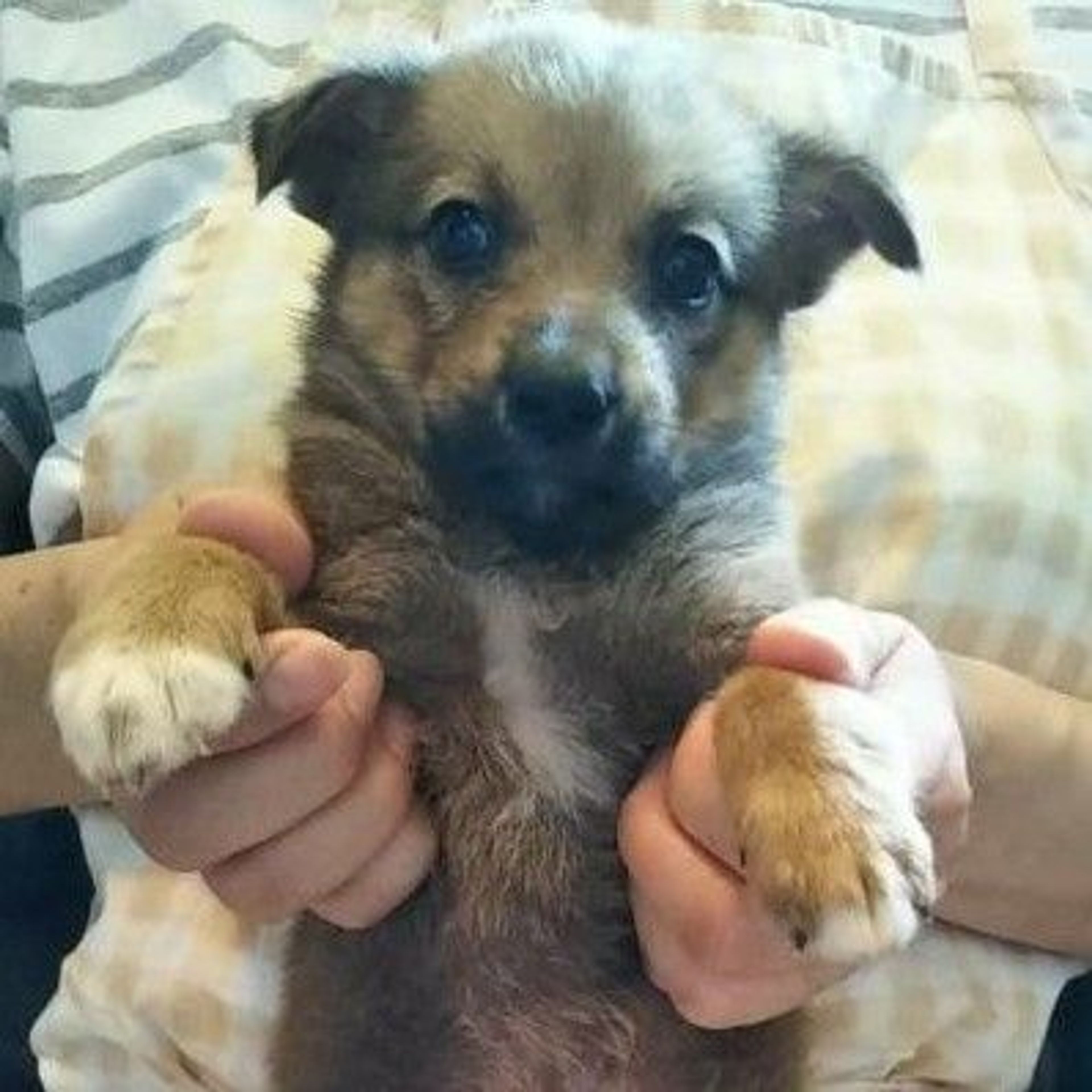 雑種（ミックス犬）・メスの里親募集の写真