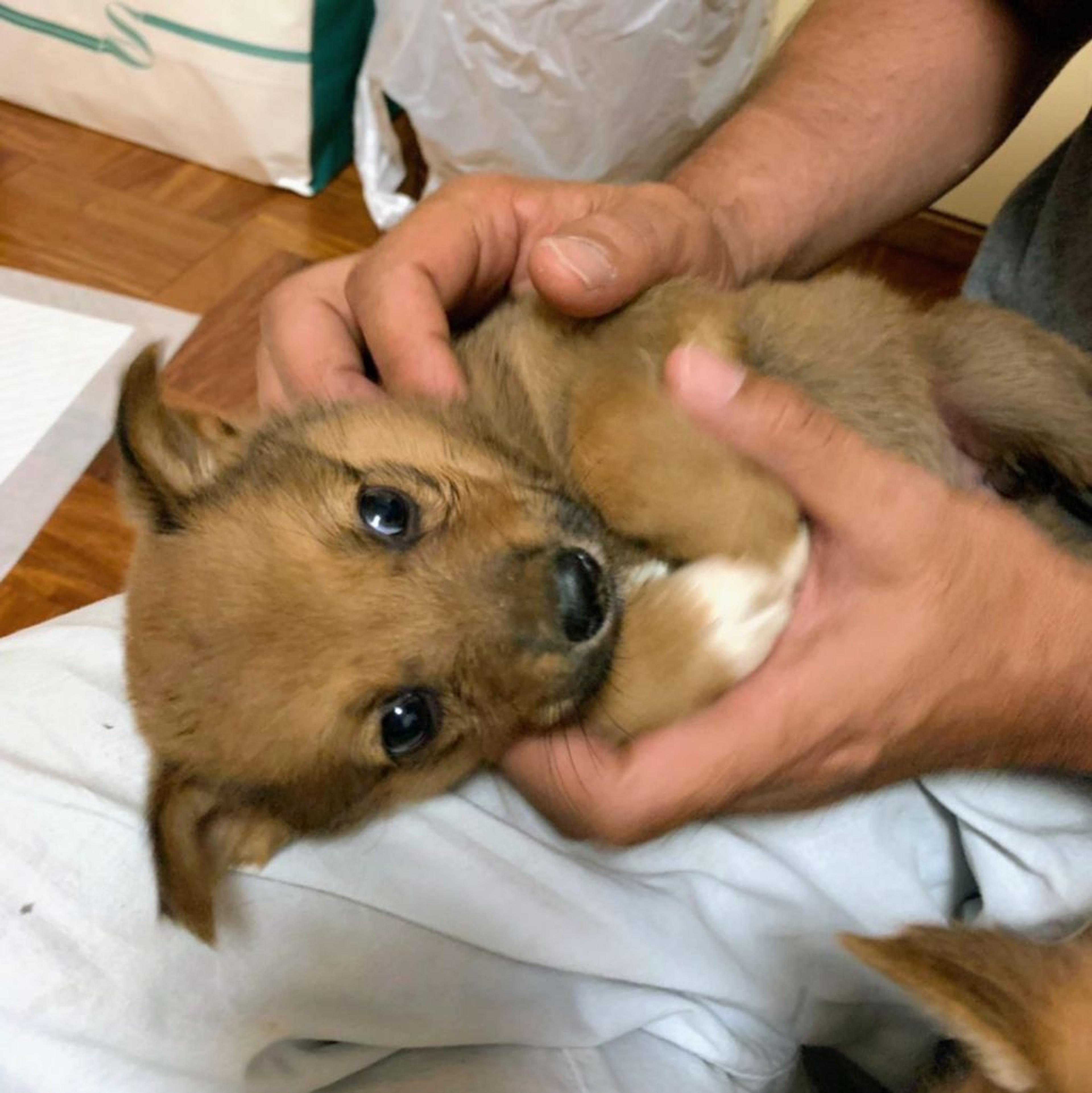 pet-image-2