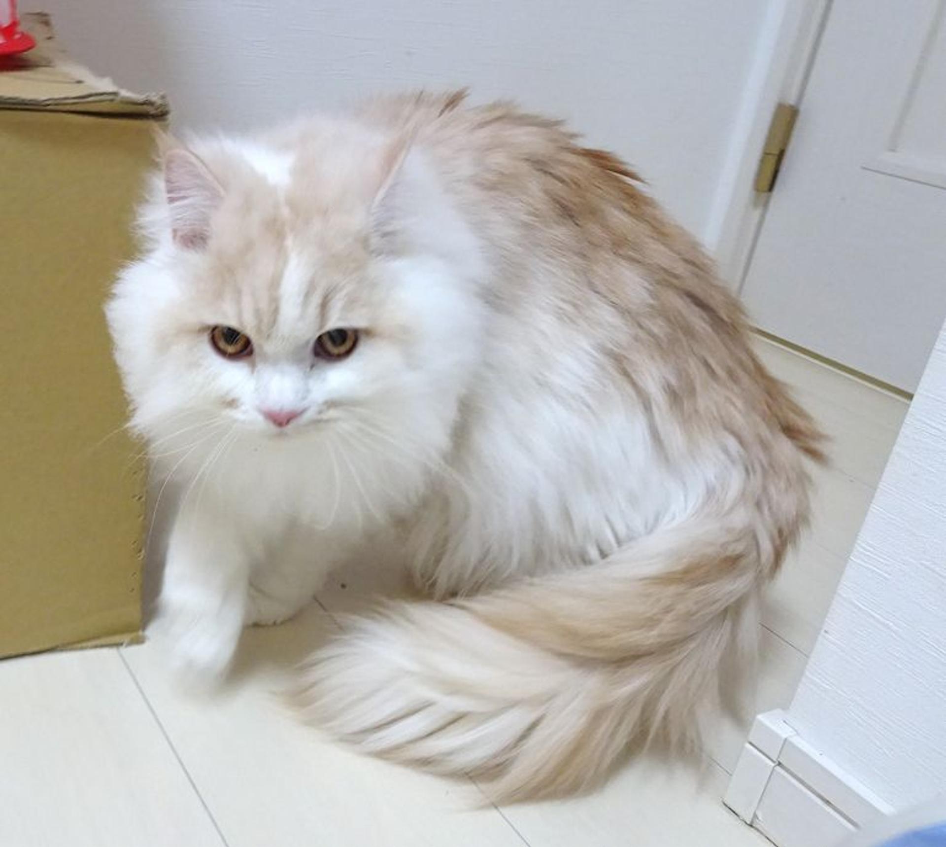 pet-image-3