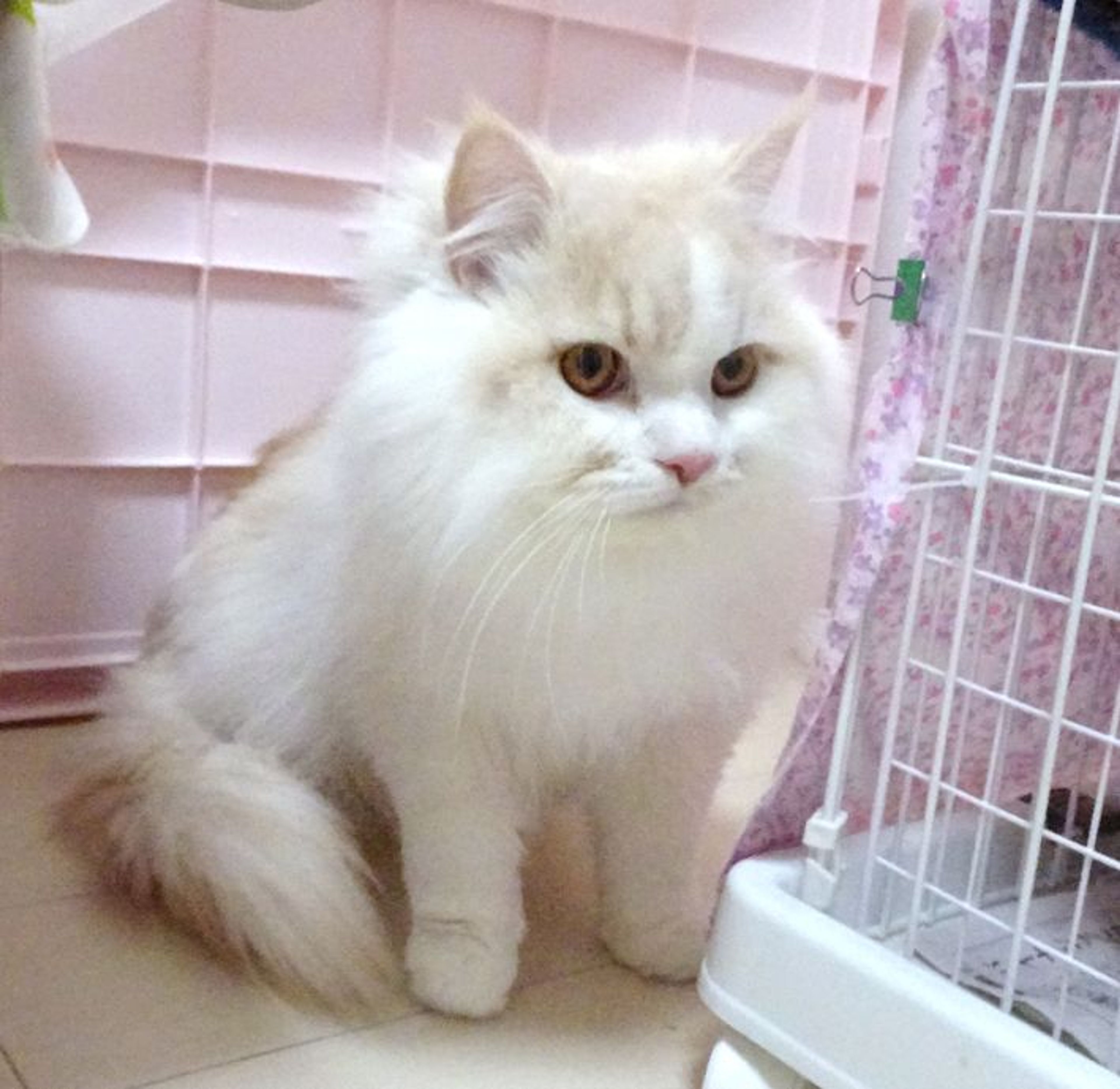 pet-image-4