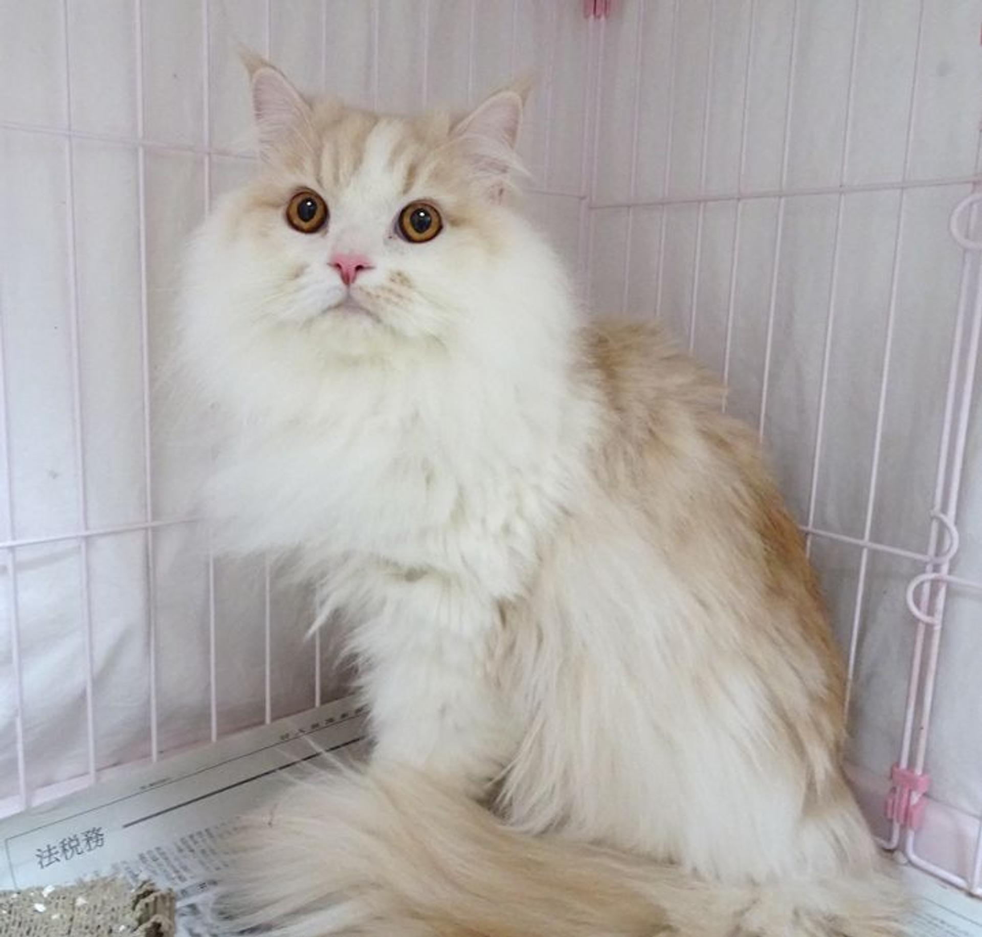 pet-image-6