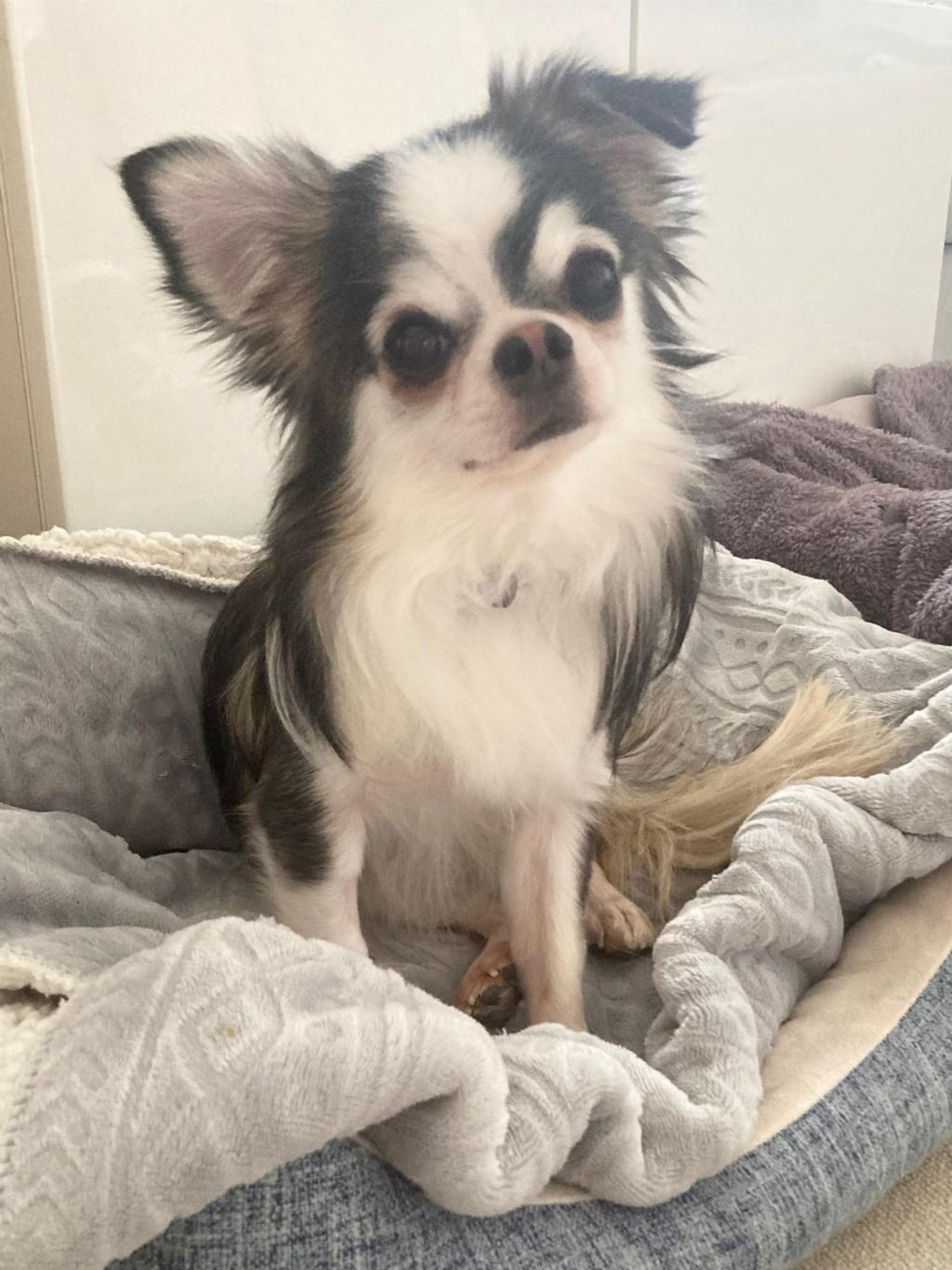 pet-image-2