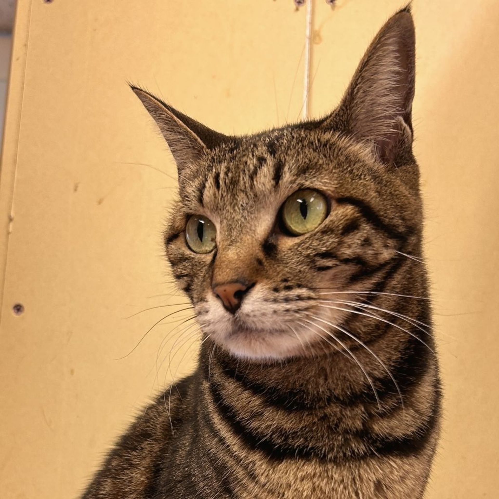 雑種（ミックス猫）・メスの里親募集の写真