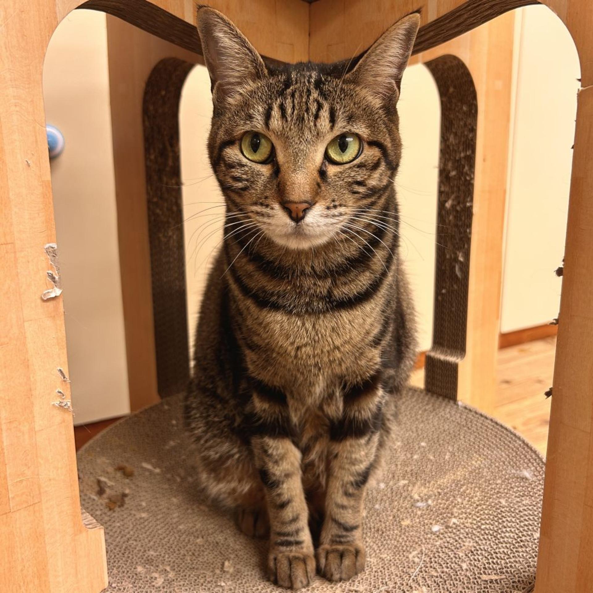 pet-image-4
