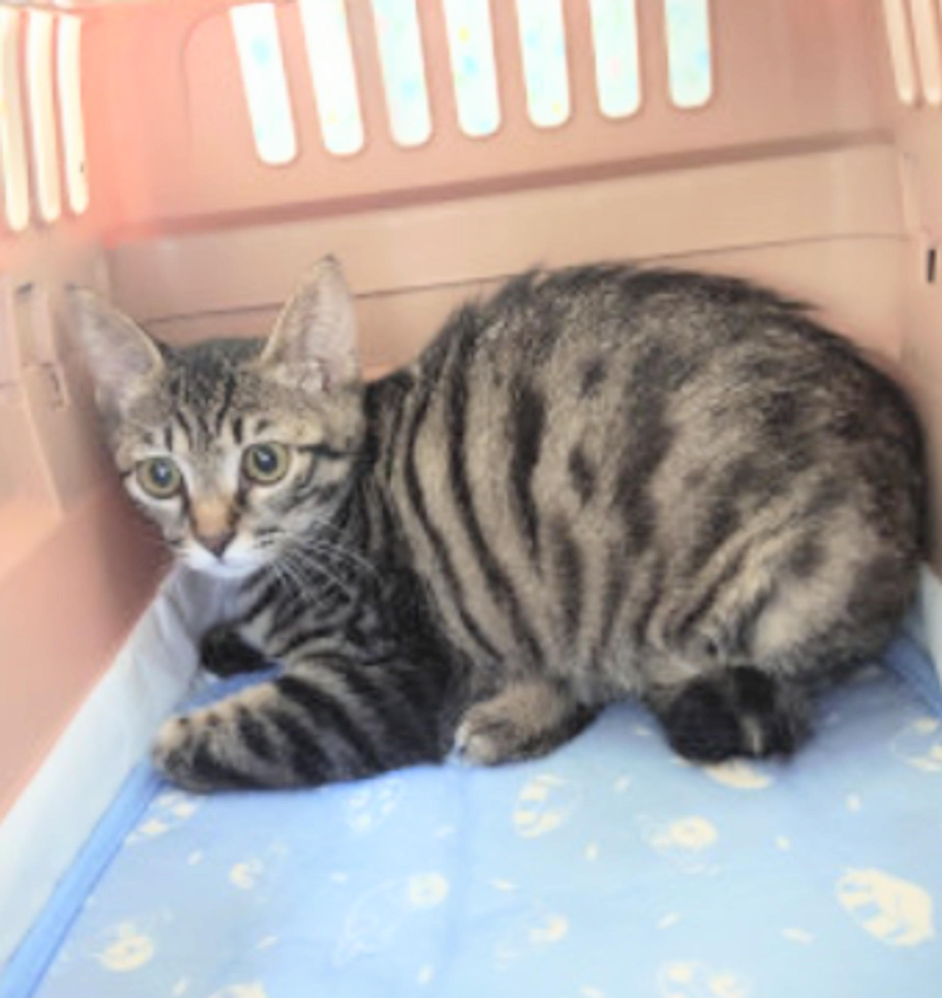 pet-image-2