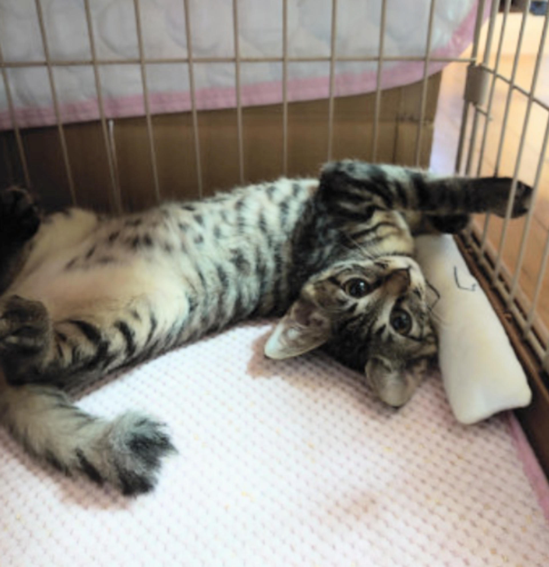 pet-image-3