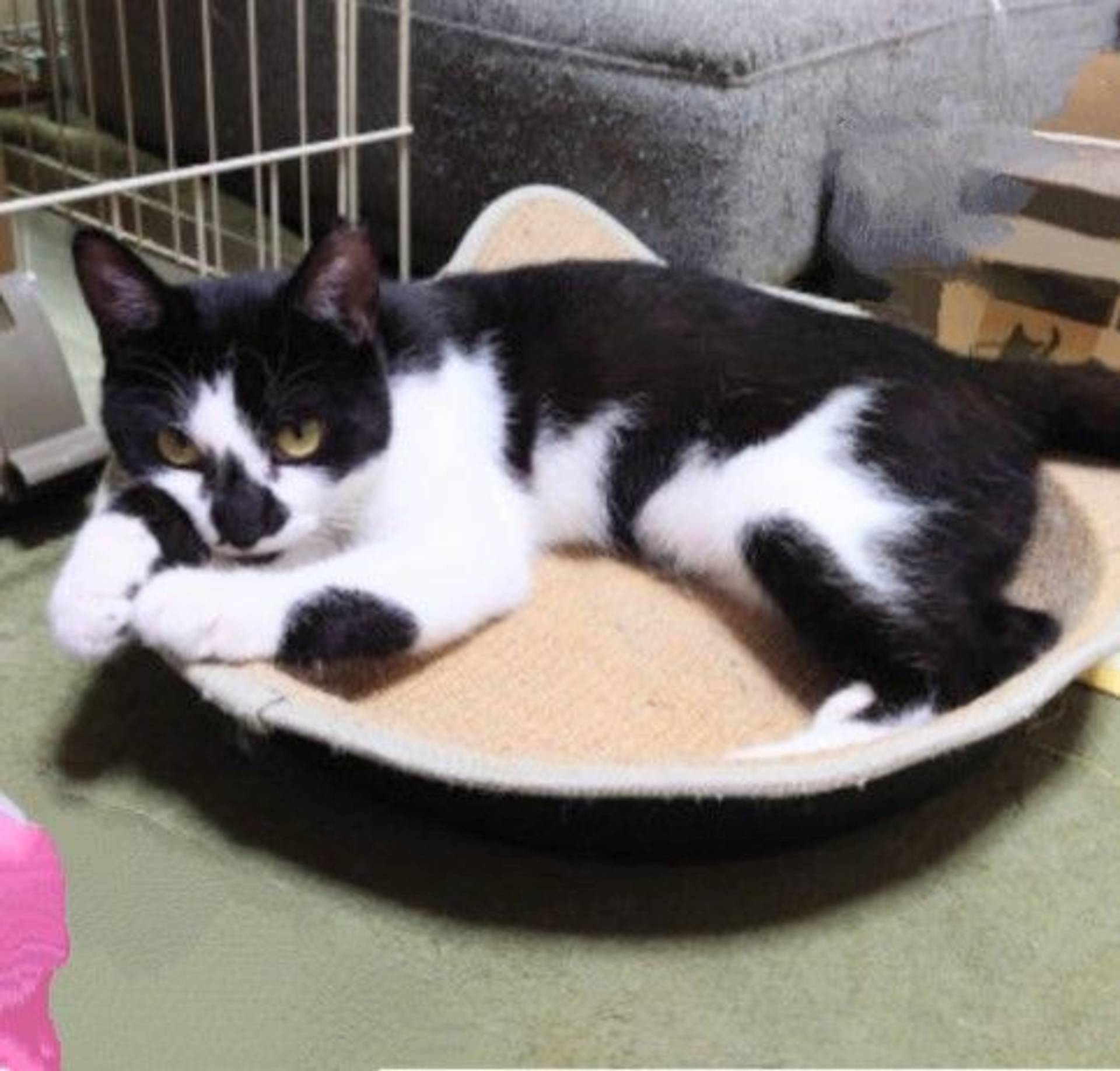 雑種（ミックス猫）・メスの里親募集の写真