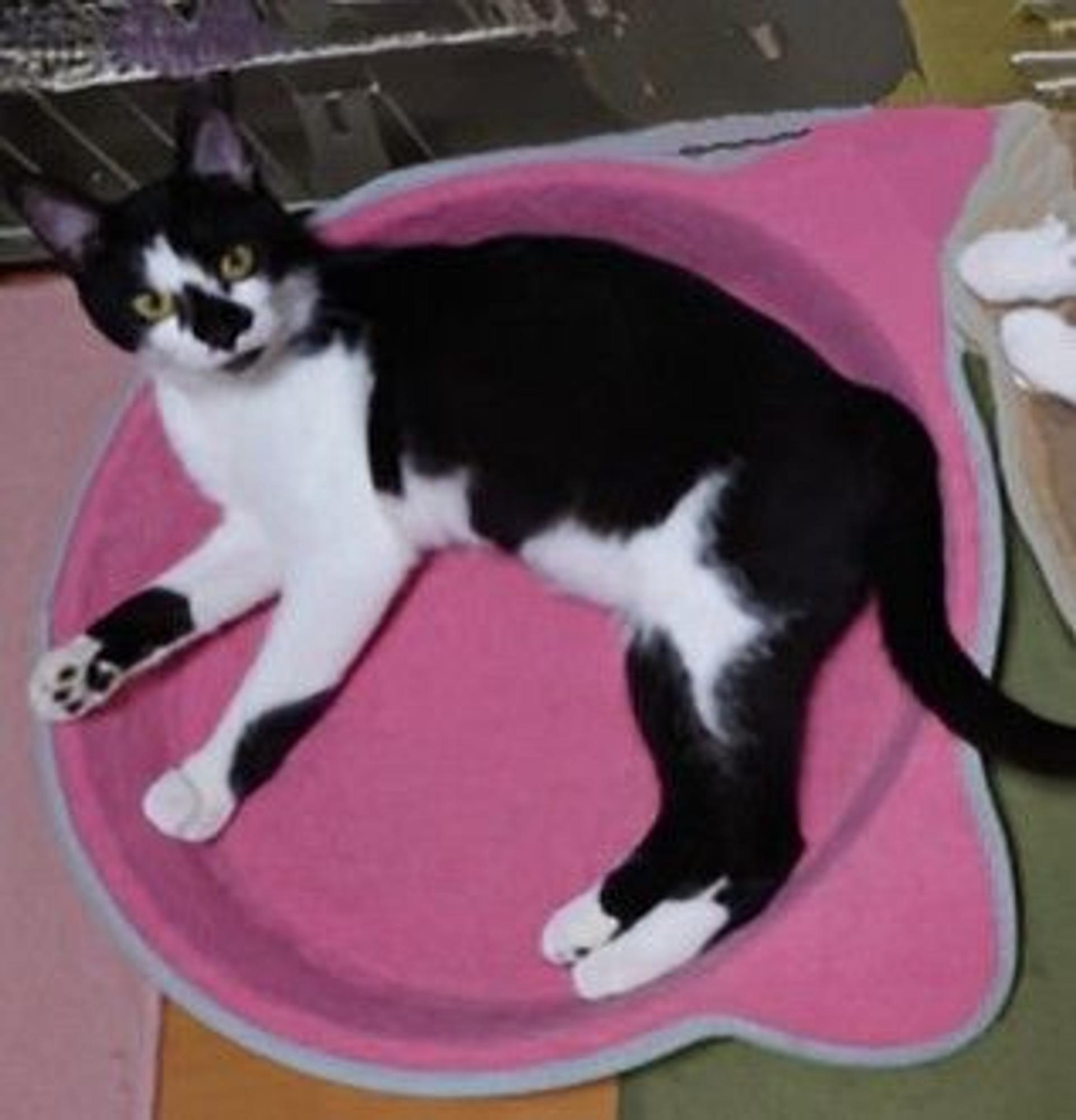 pet-image-2