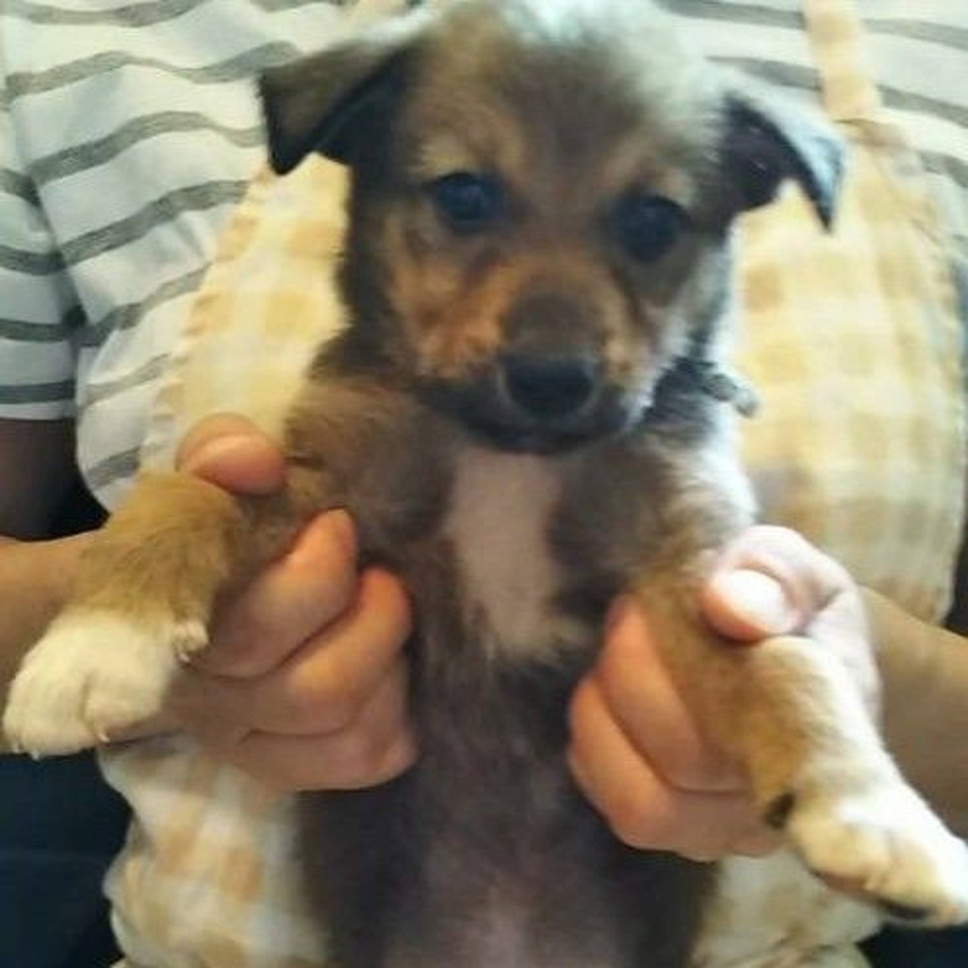 雑種（ミックス犬）・オスの里親募集の写真