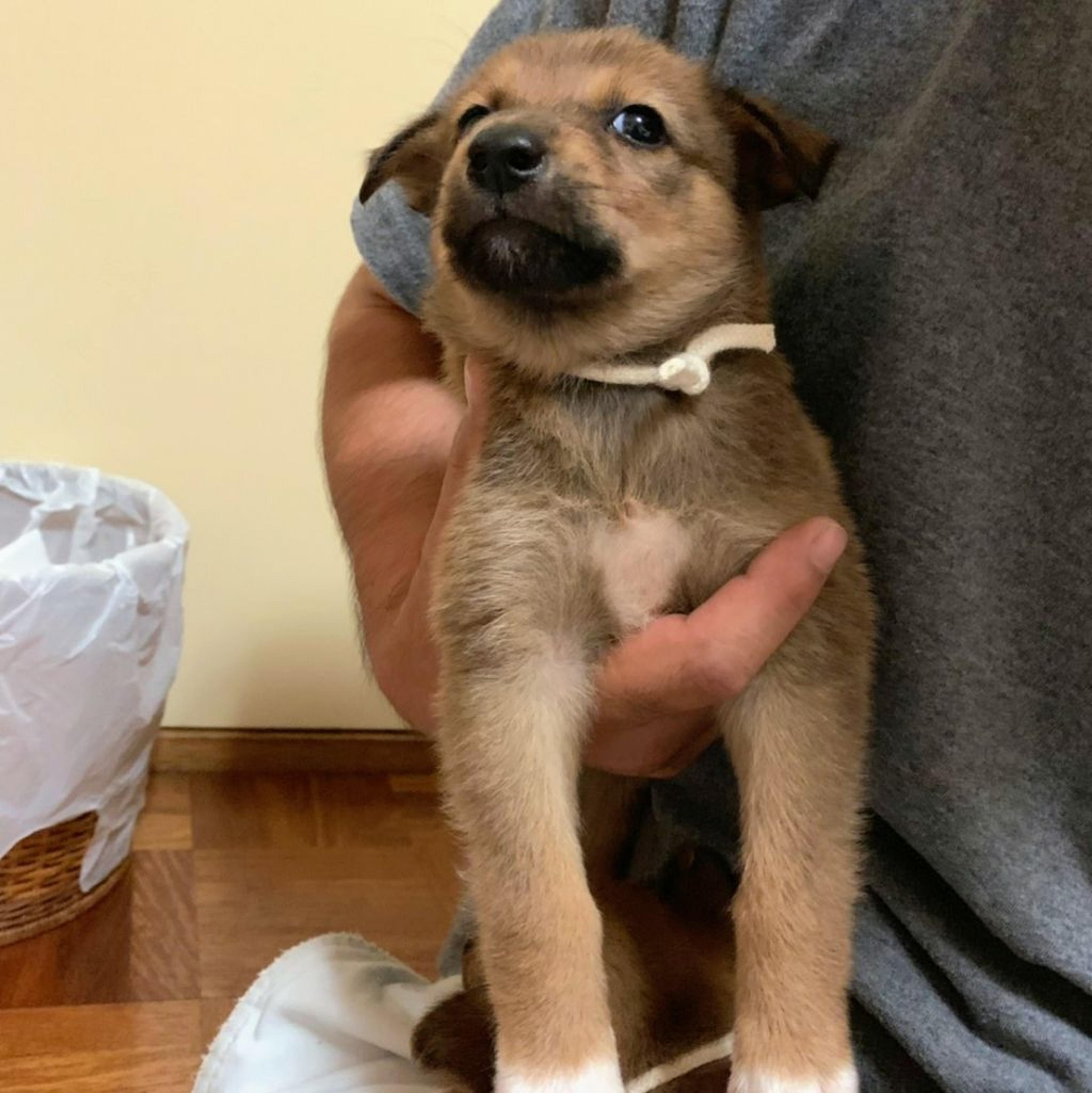 pet-image-2