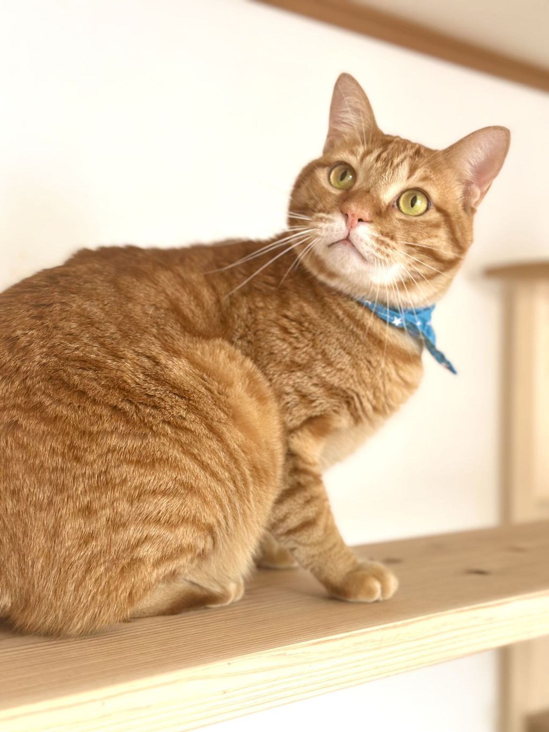 雑種（ミックス猫）・オスの里親募集の写真