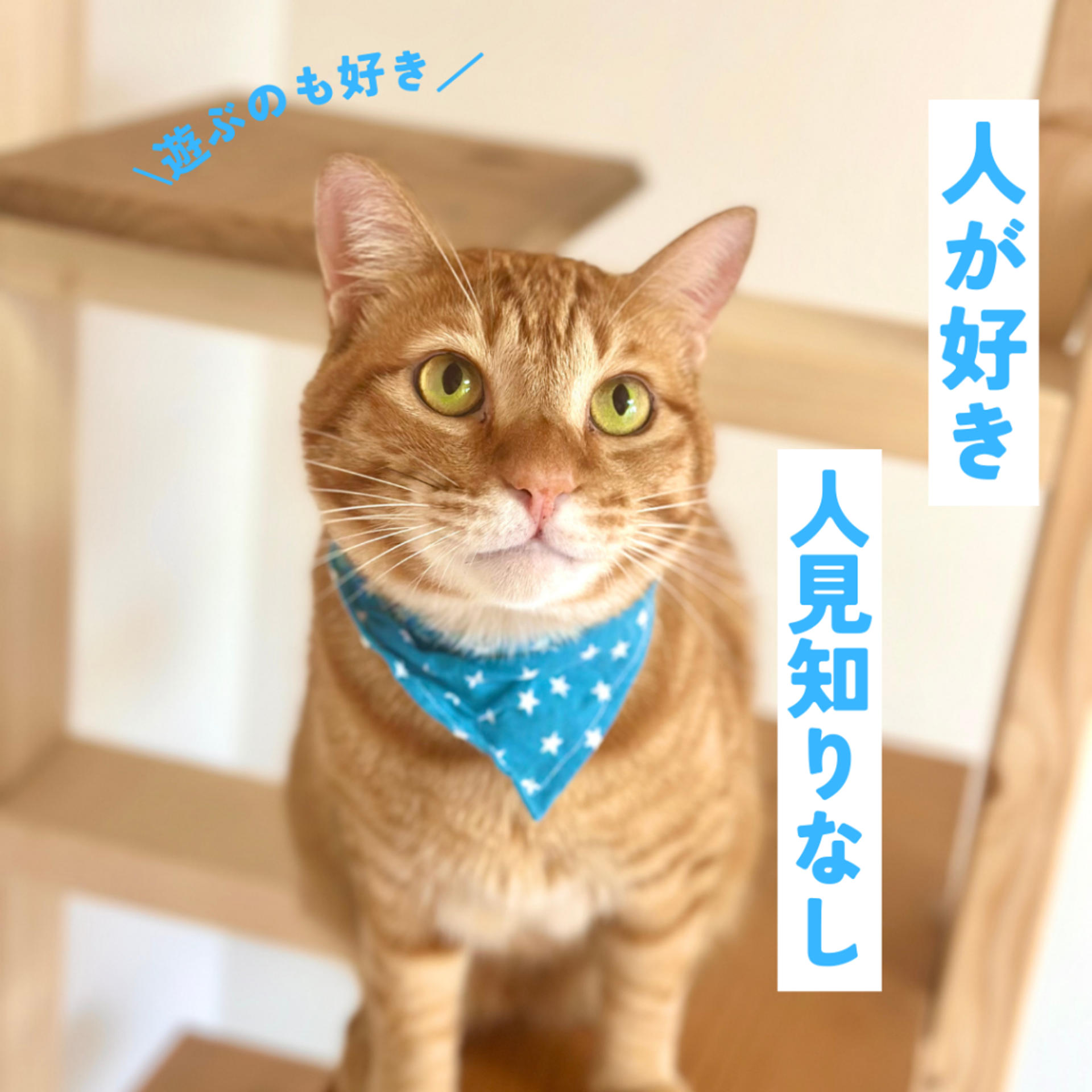 pet-image-3