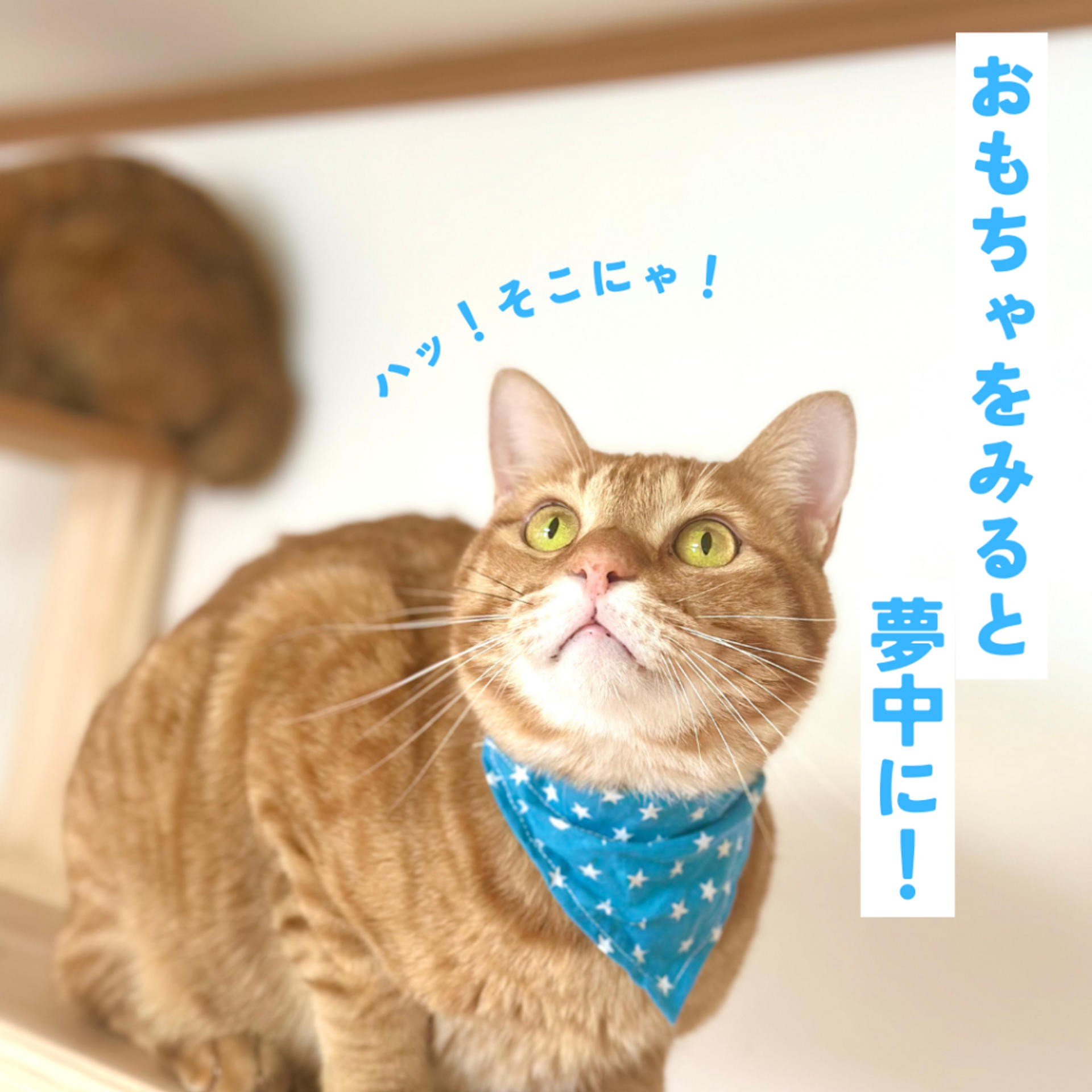 pet-image-4