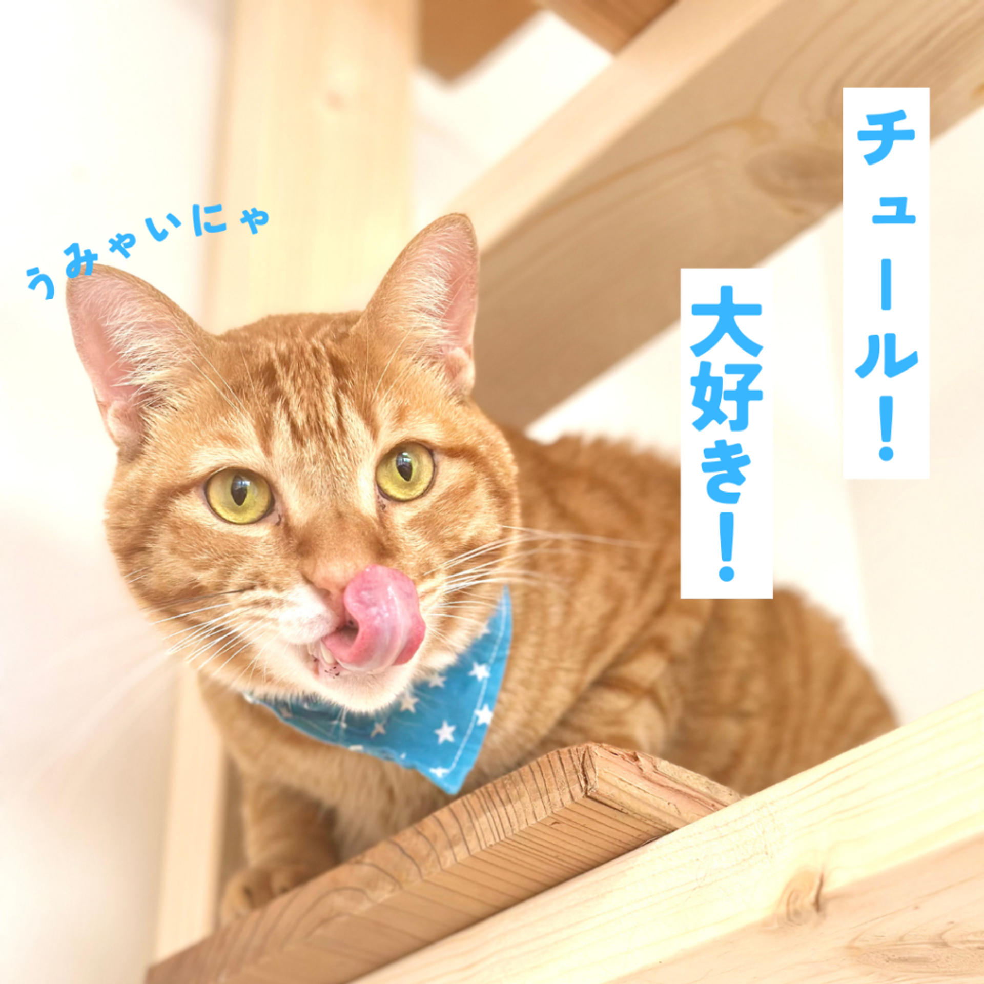 pet-image-5