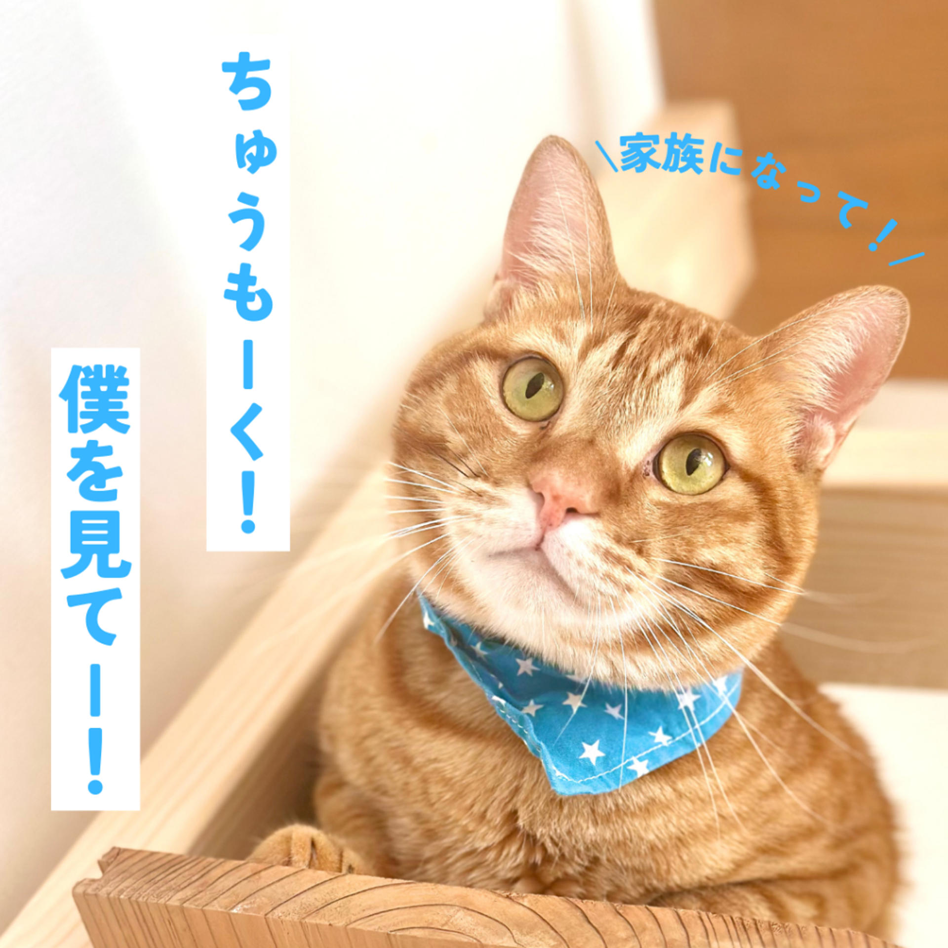 pet-image-7