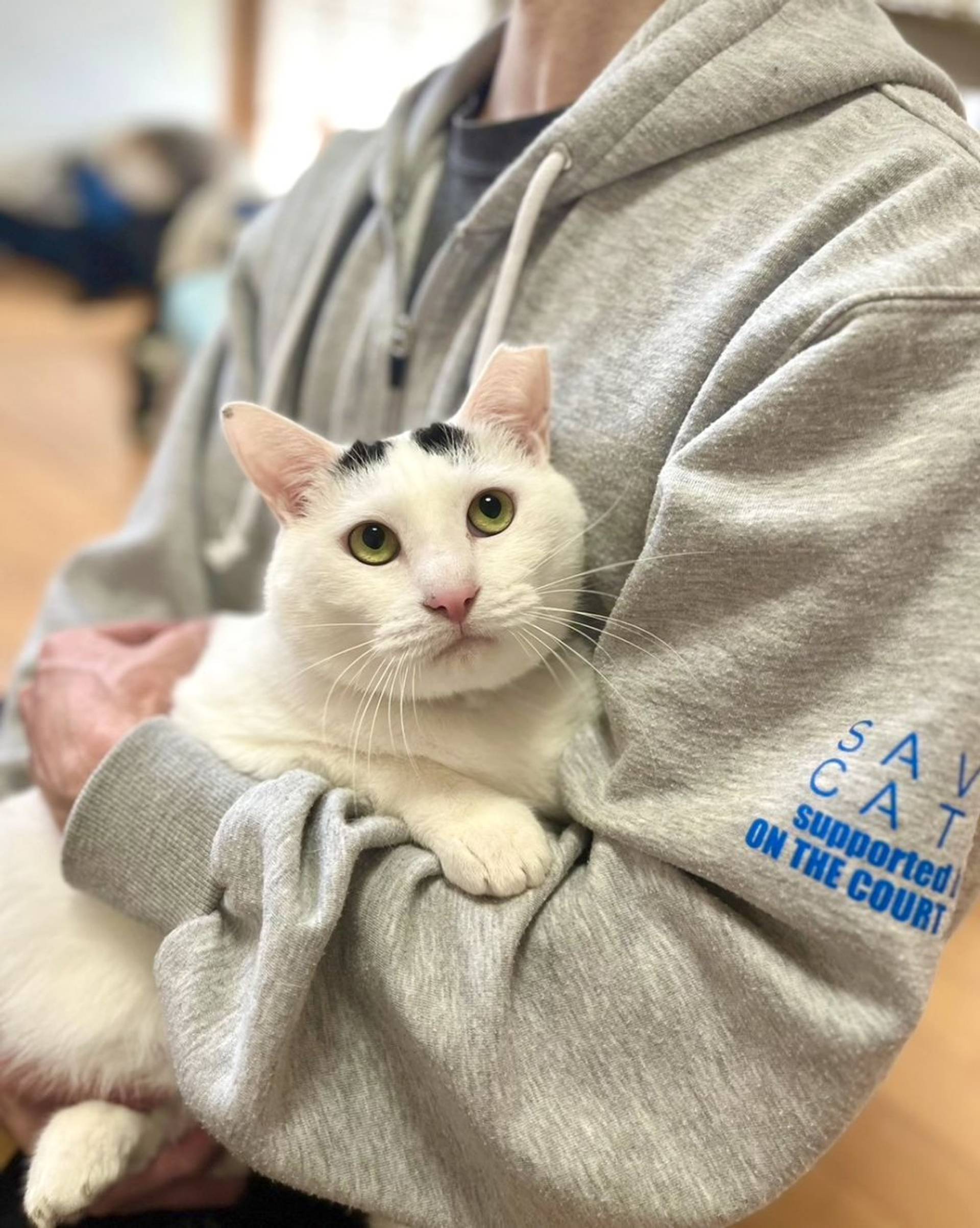 雑種（ミックス猫）・オスの里親募集の写真