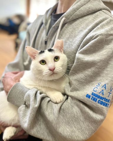 まろまゆの写真