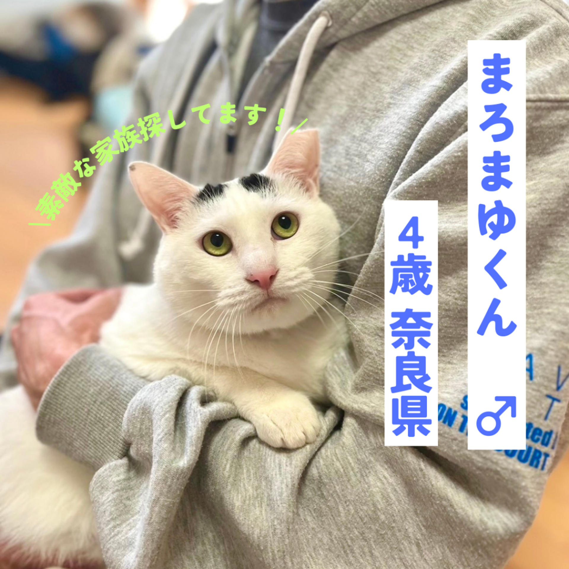 pet-image-2