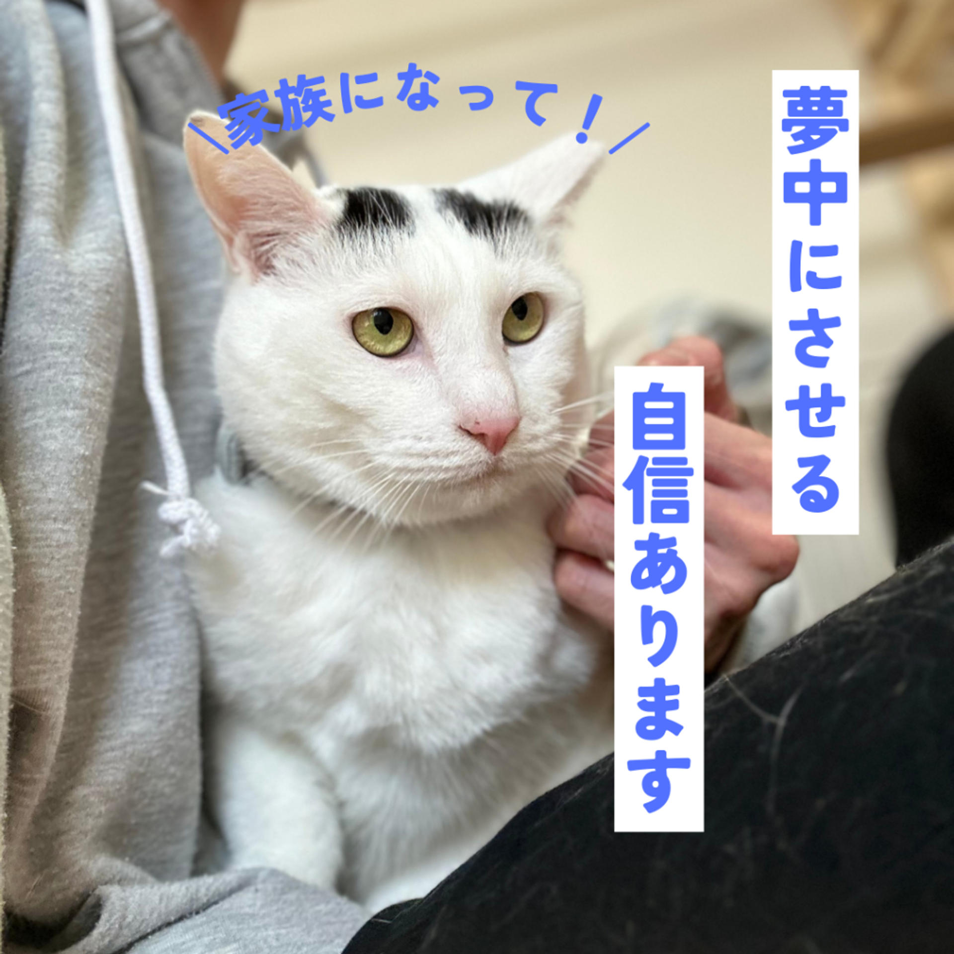 pet-image-7