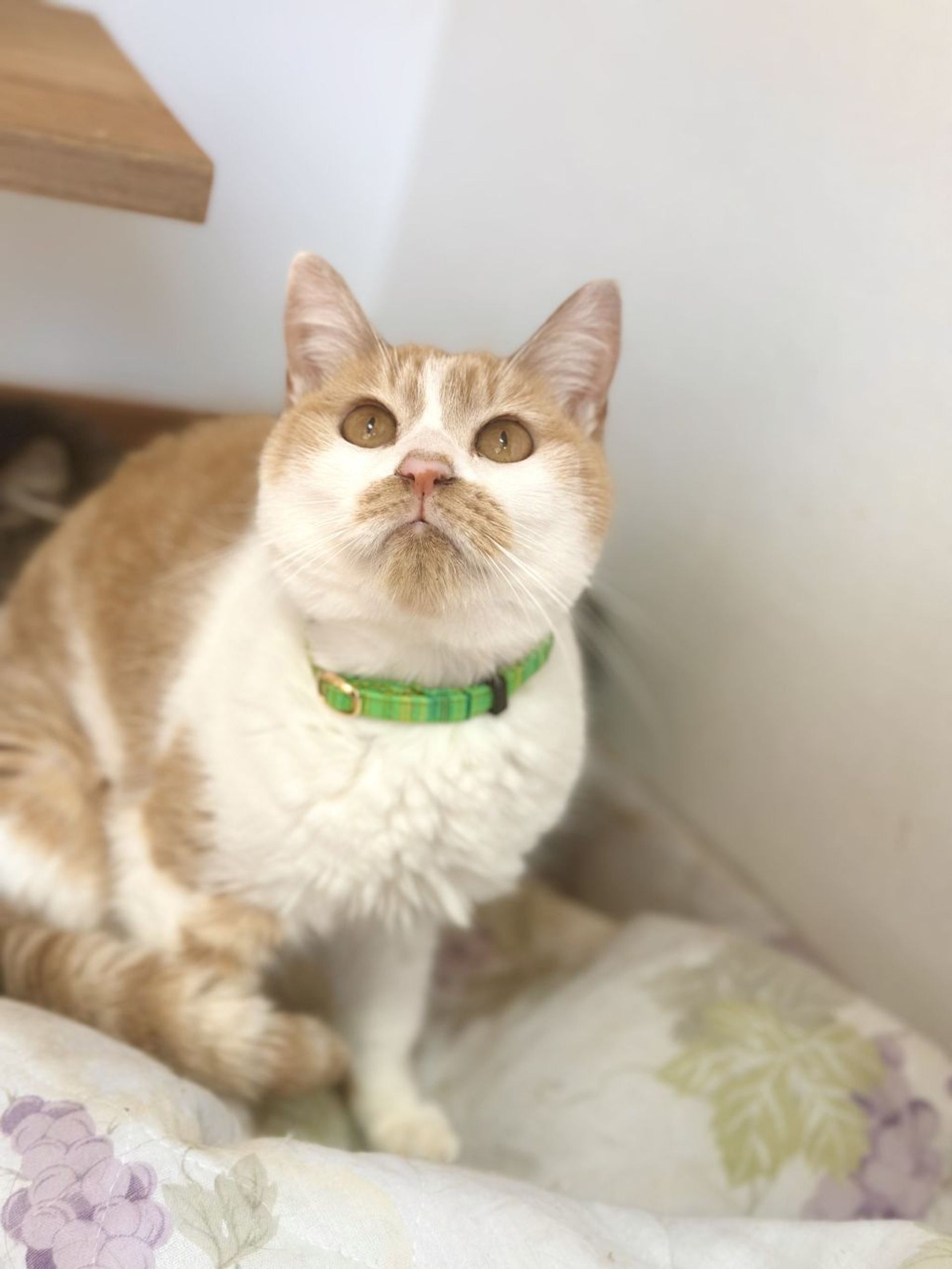 雑種（ミックス猫）・メスの里親募集の写真