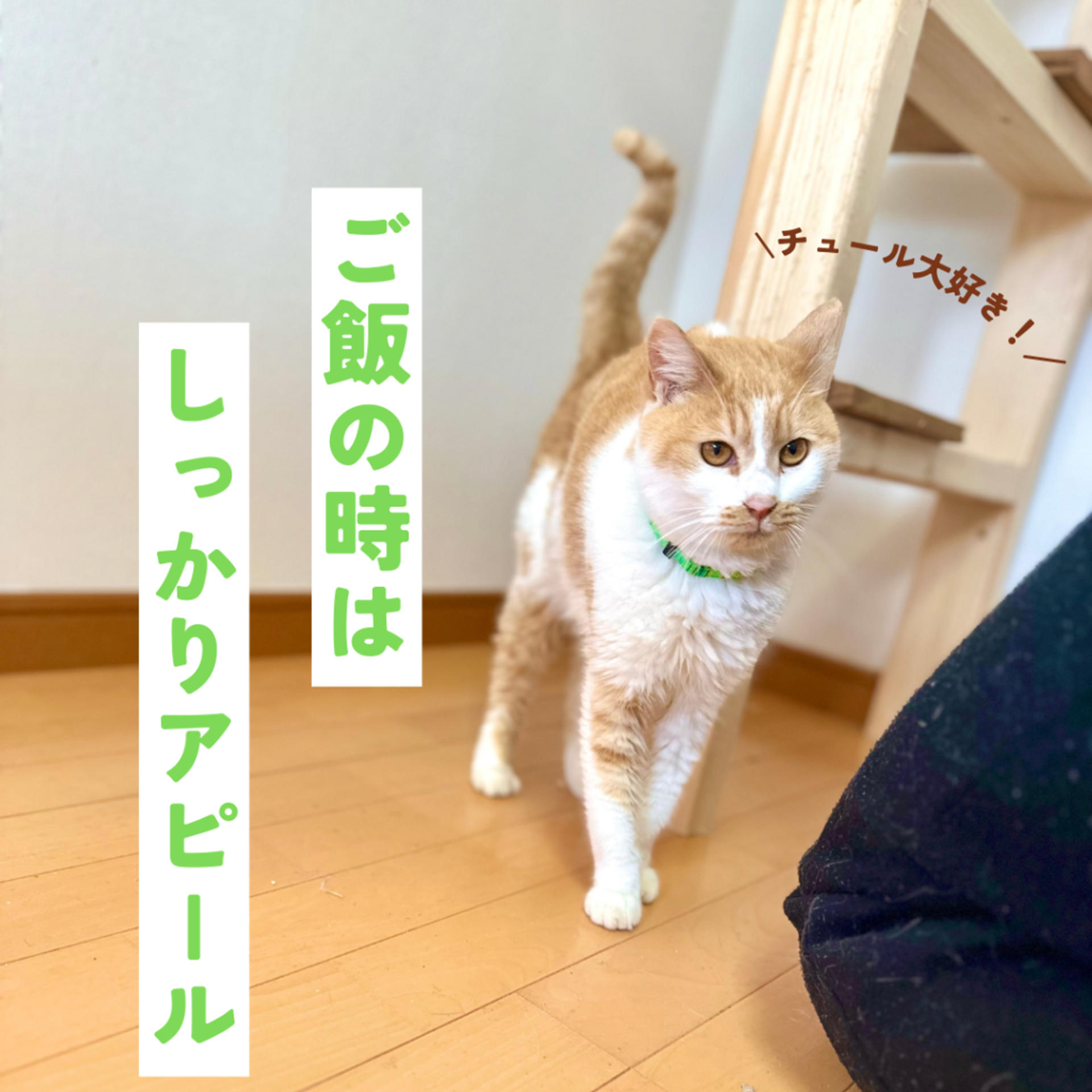 pet-image-4