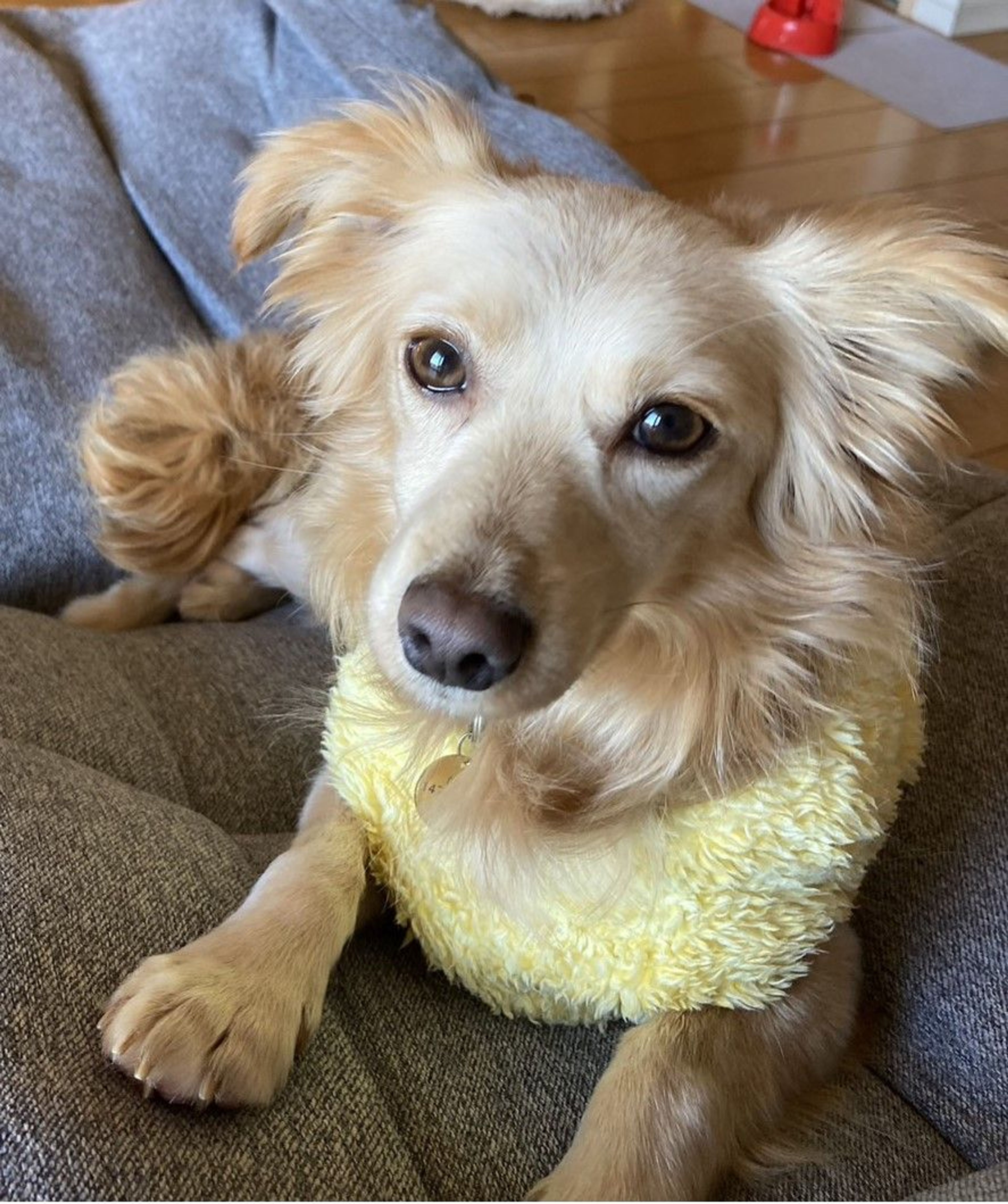 雑種（ミックス犬）・オスの里親募集の写真