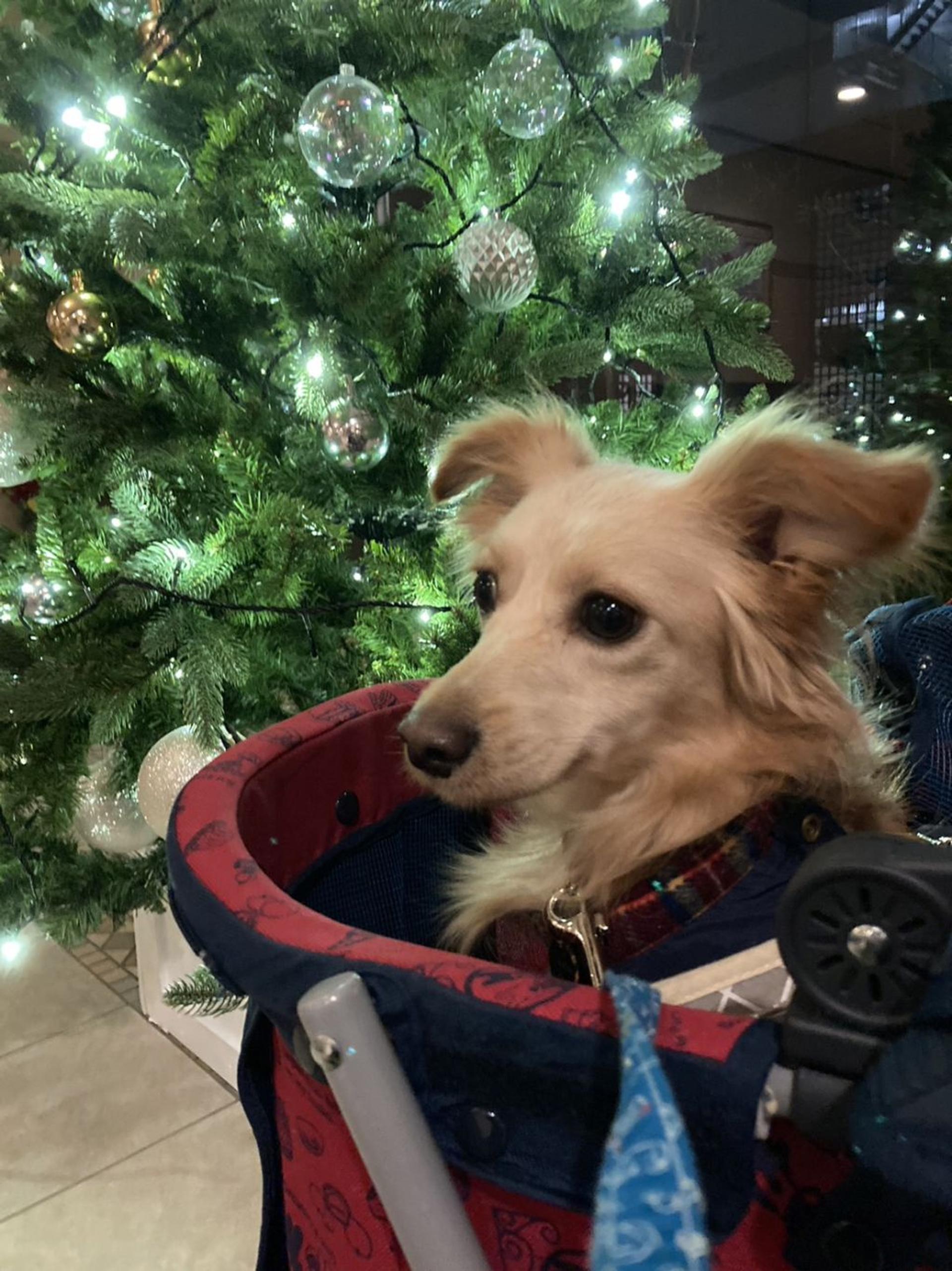 pet-image-3