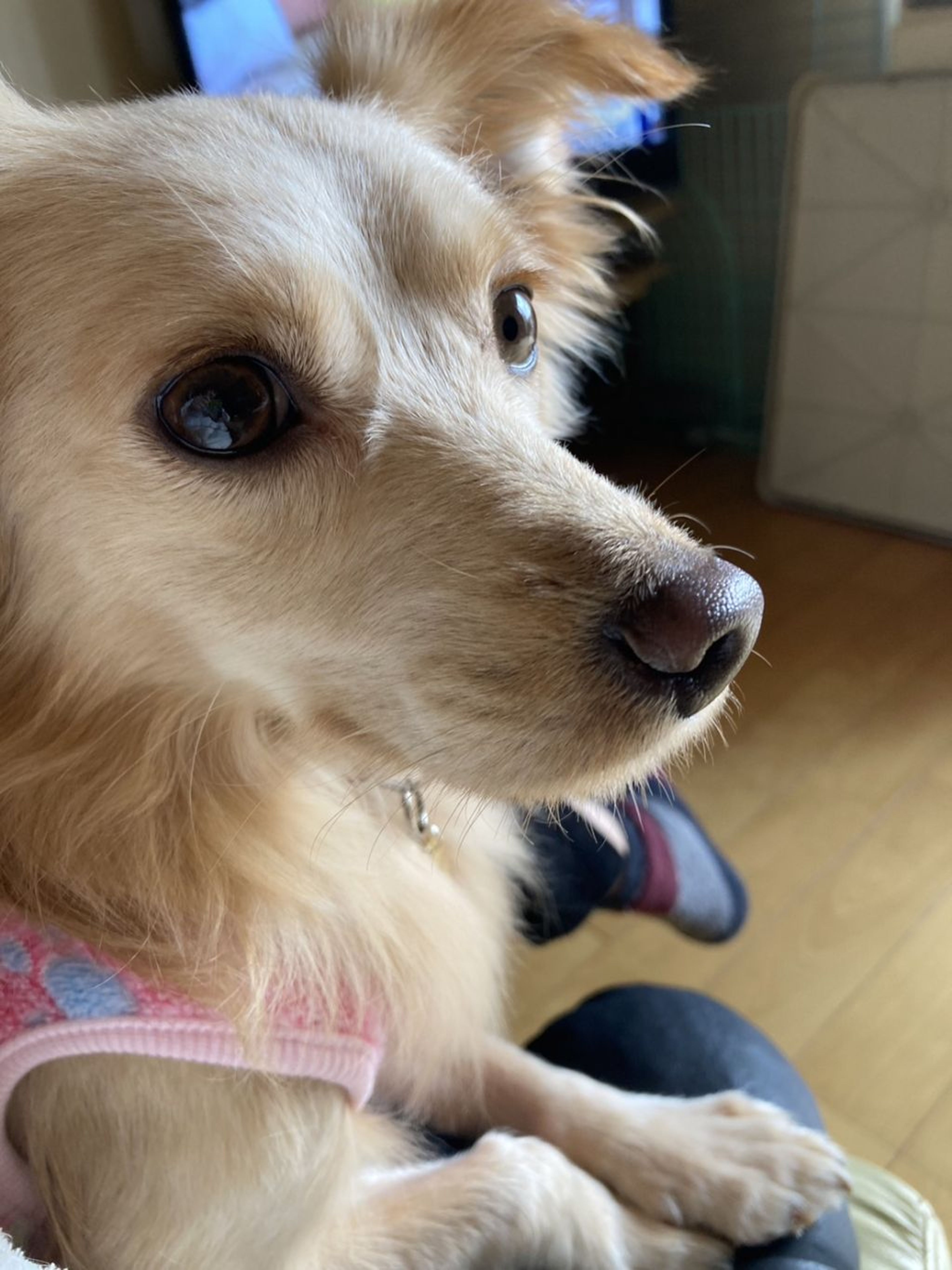 pet-image-4