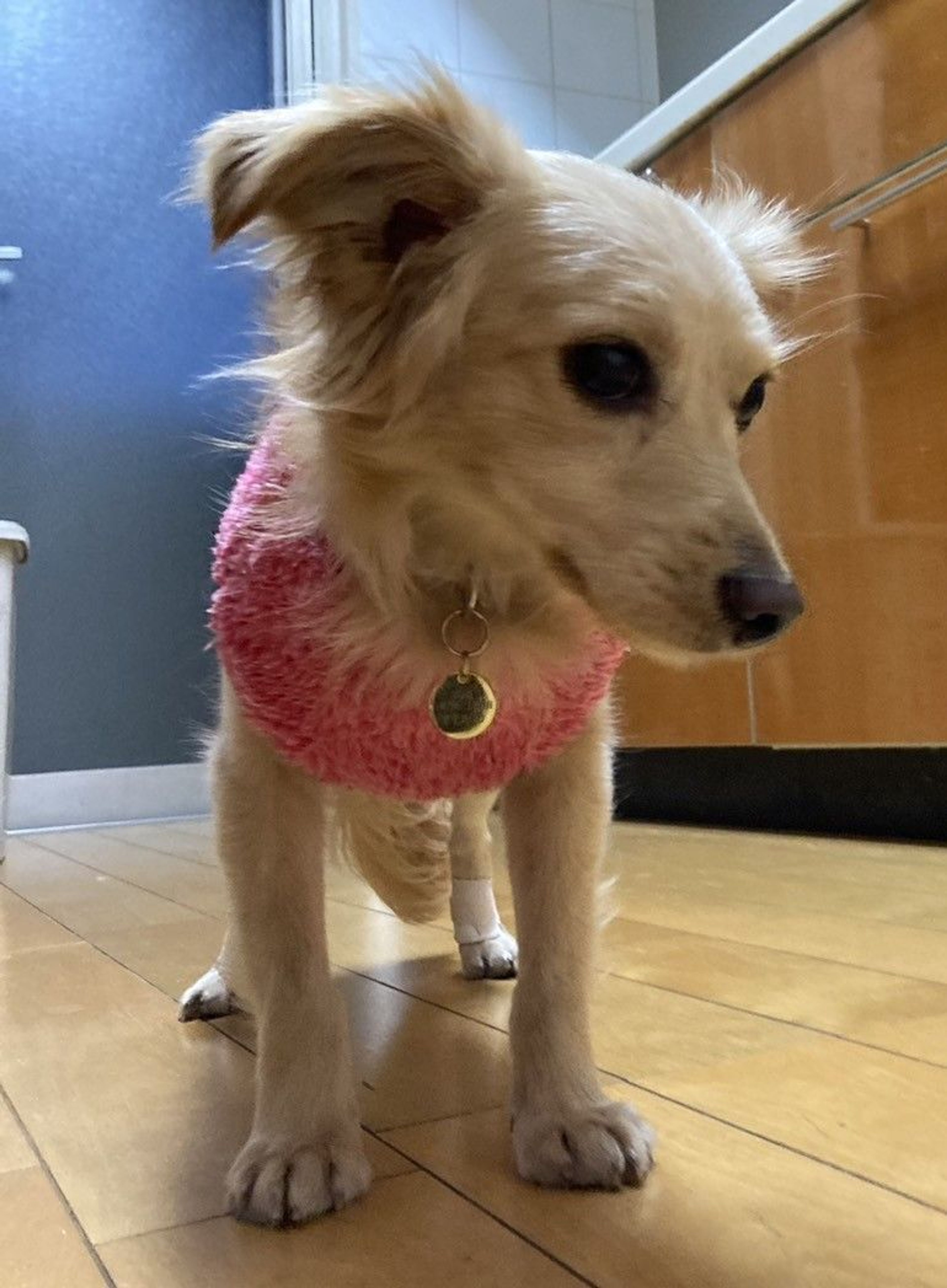 pet-image-5