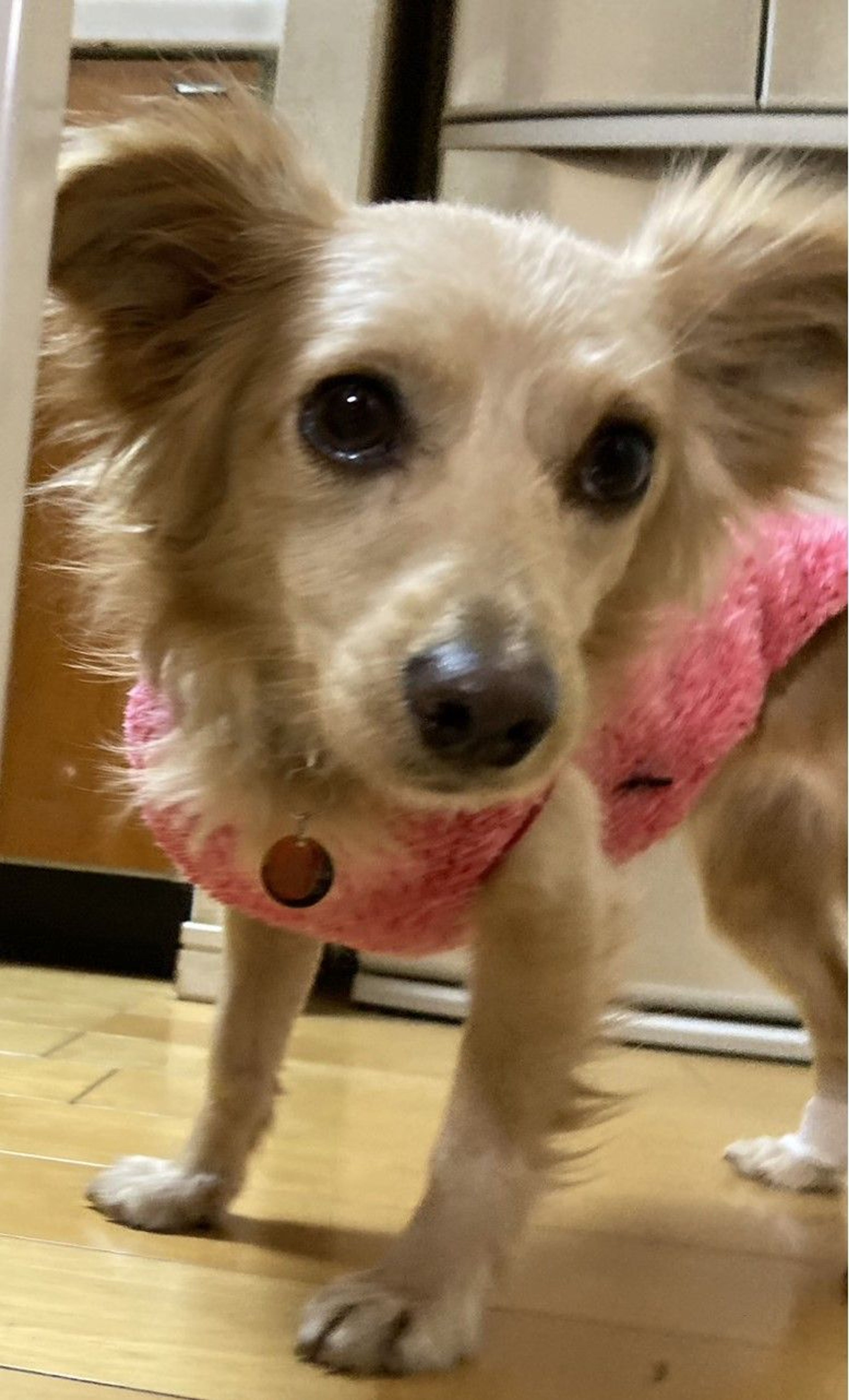 pet-image-9
