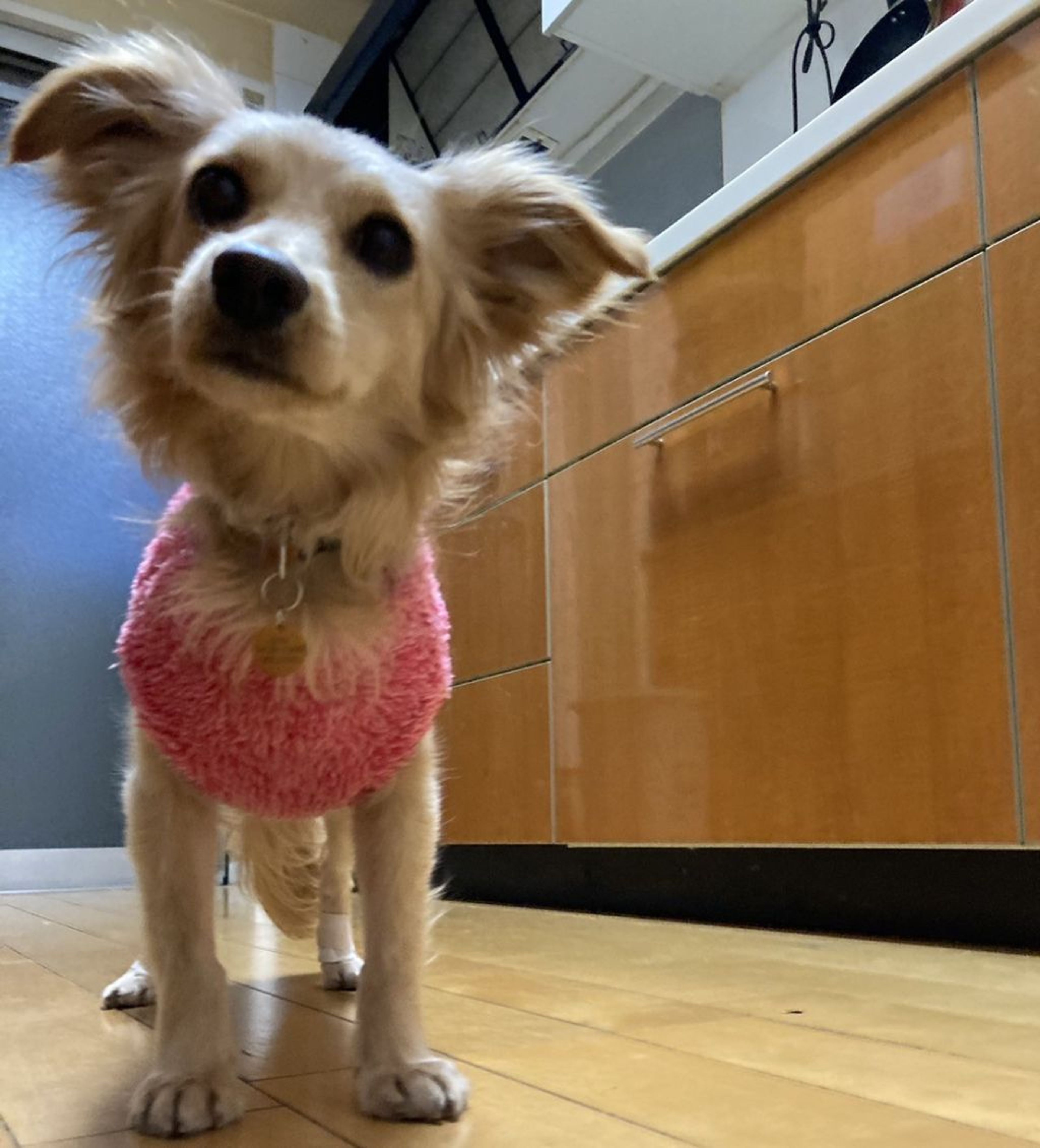 pet-image-10