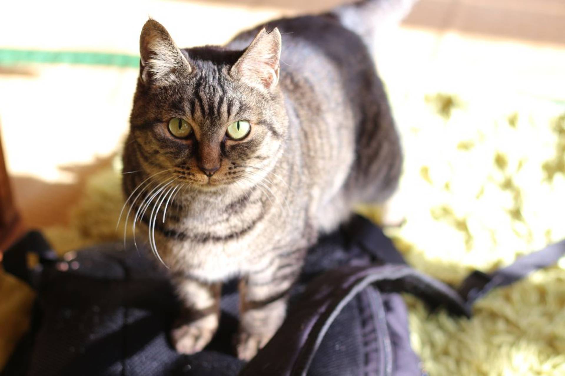 雑種（ミックス猫）・メスの里親募集の写真