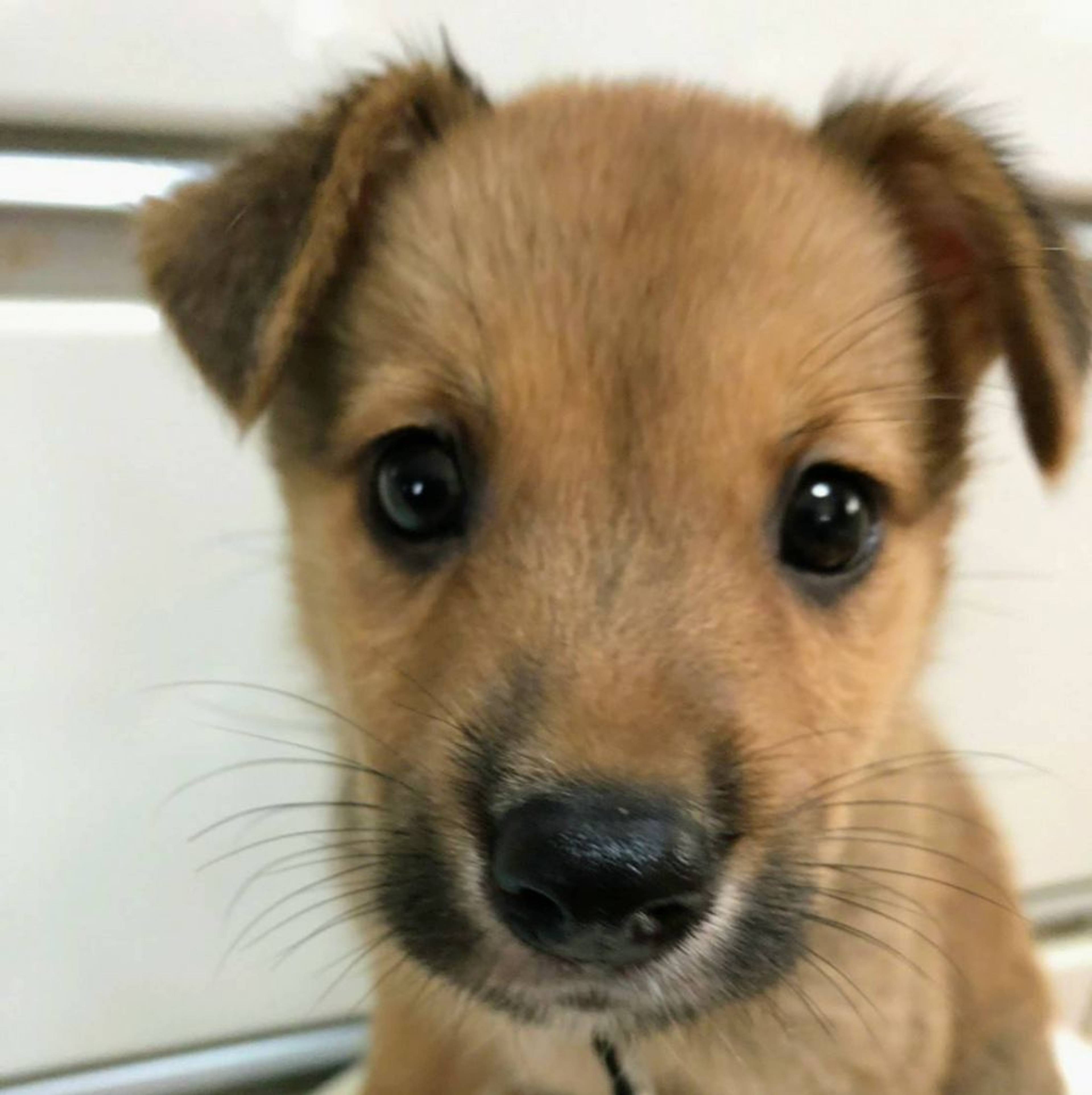 雑種（ミックス犬）・メスの里親募集の写真