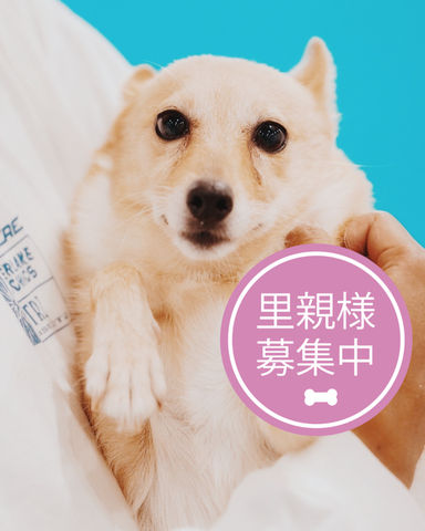 フィコの写真
