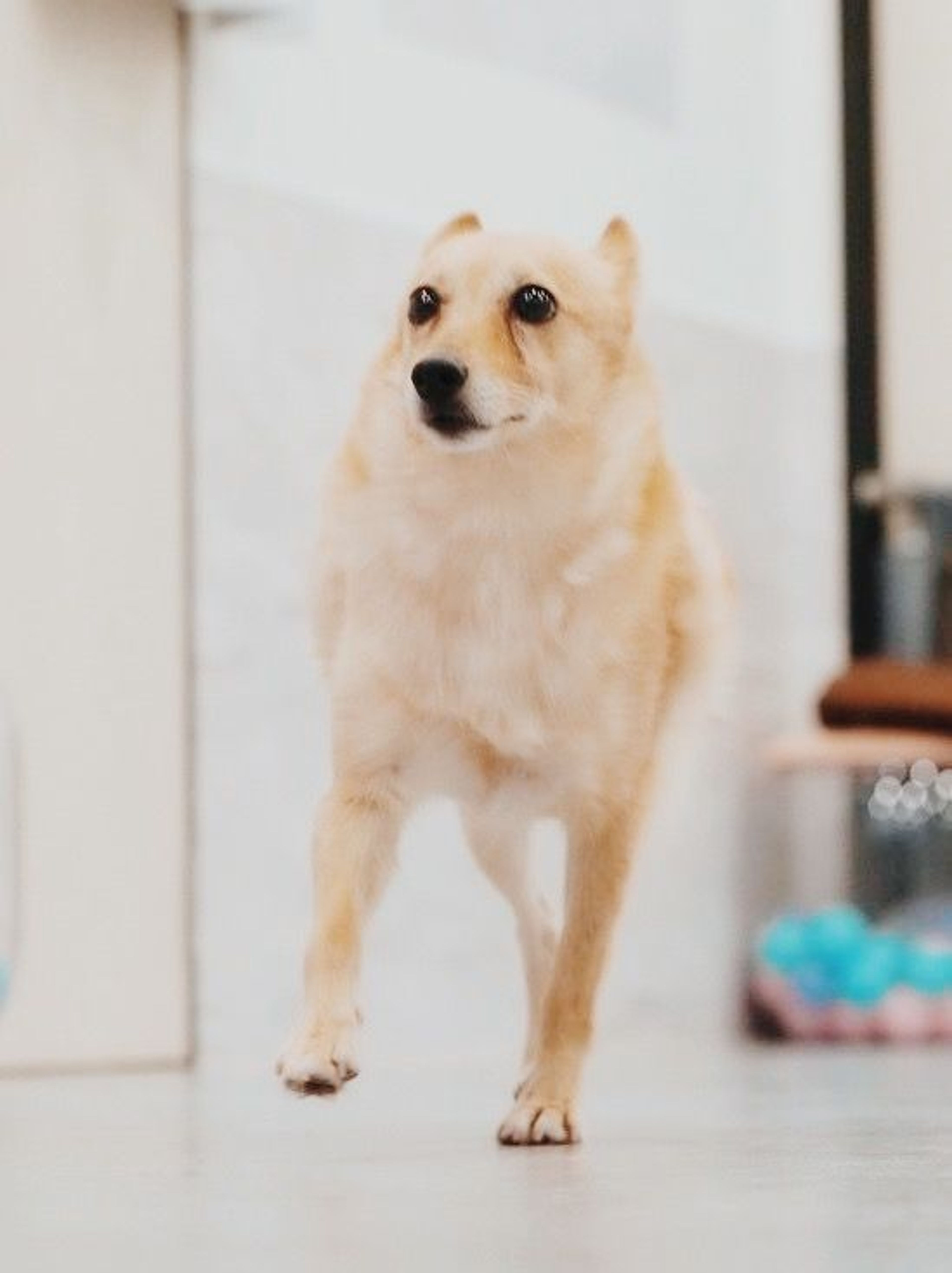 pet-image-3