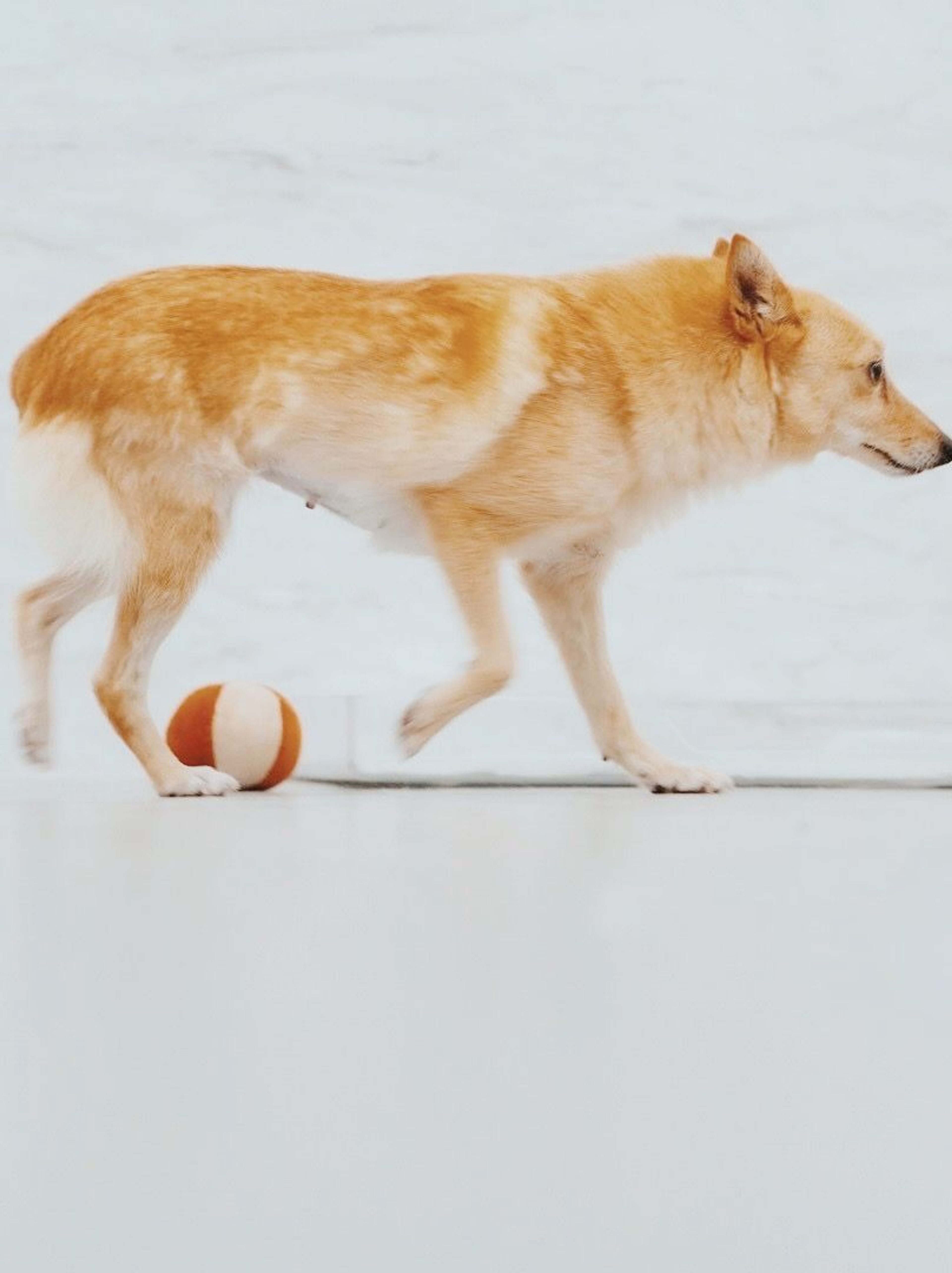pet-image-4