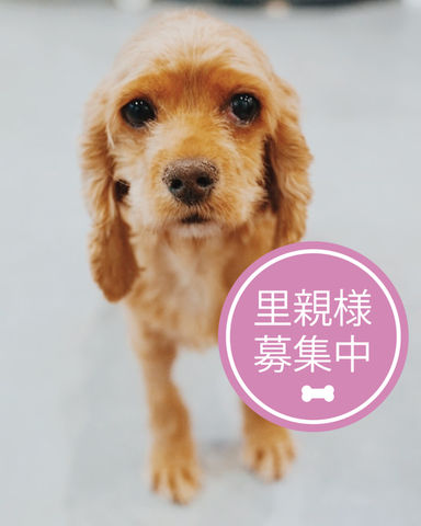 アーシャの写真