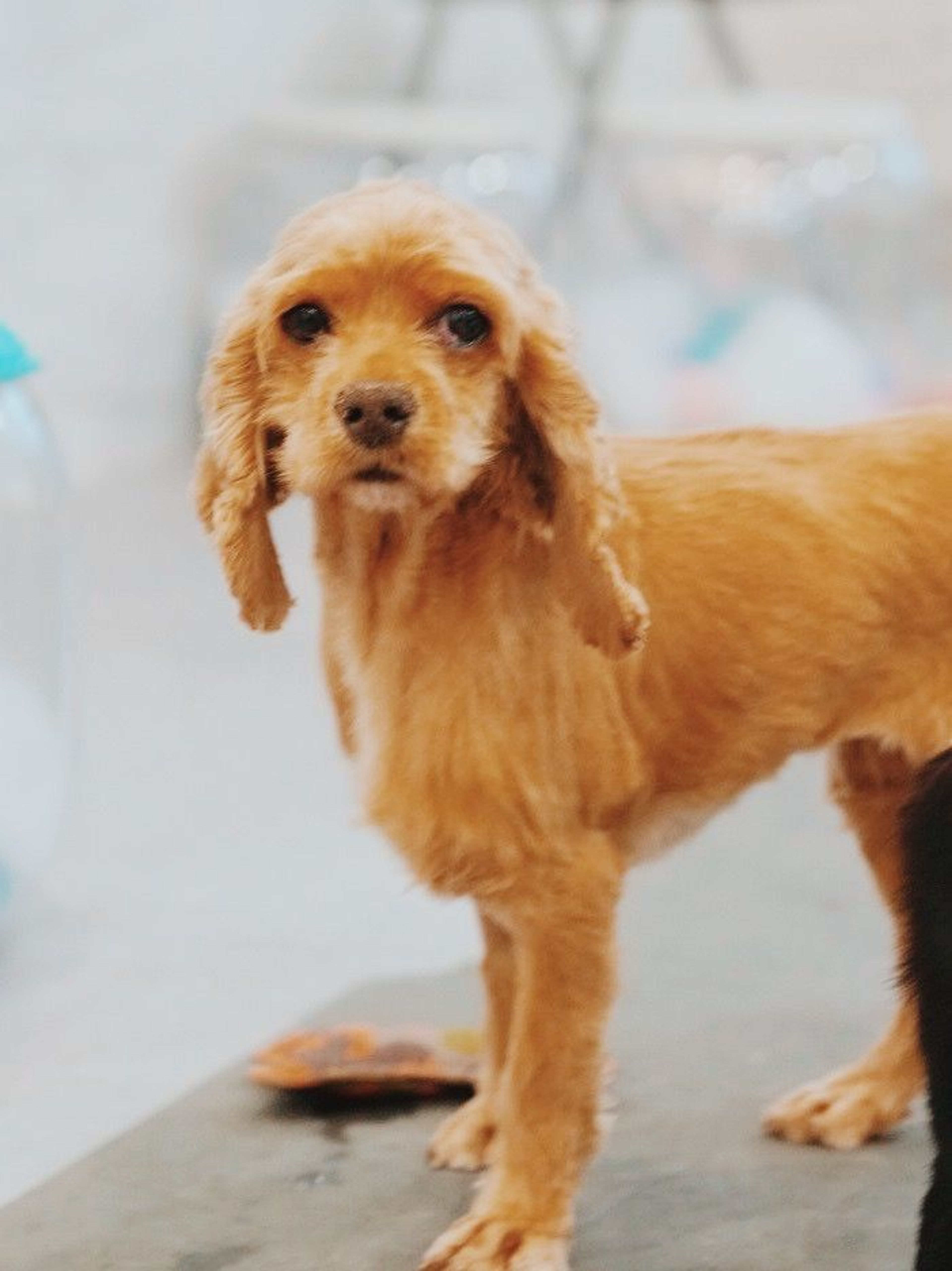 pet-image-2