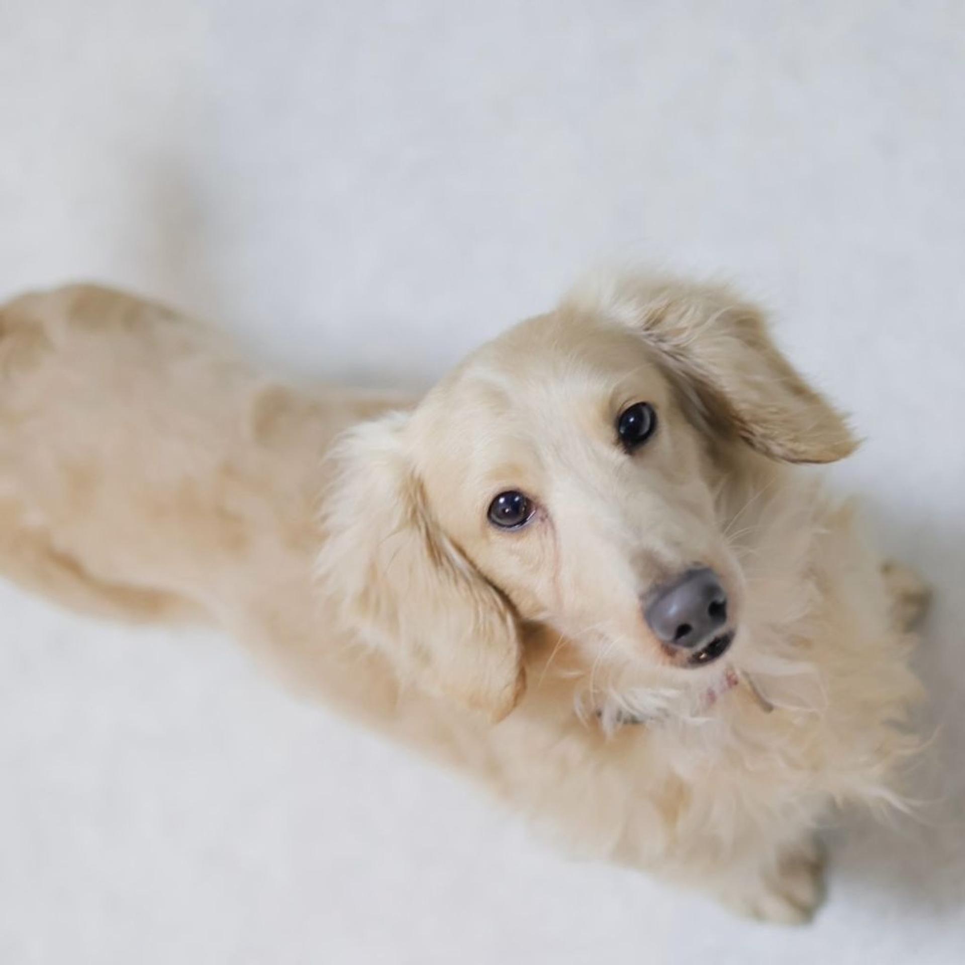 pet-image-4