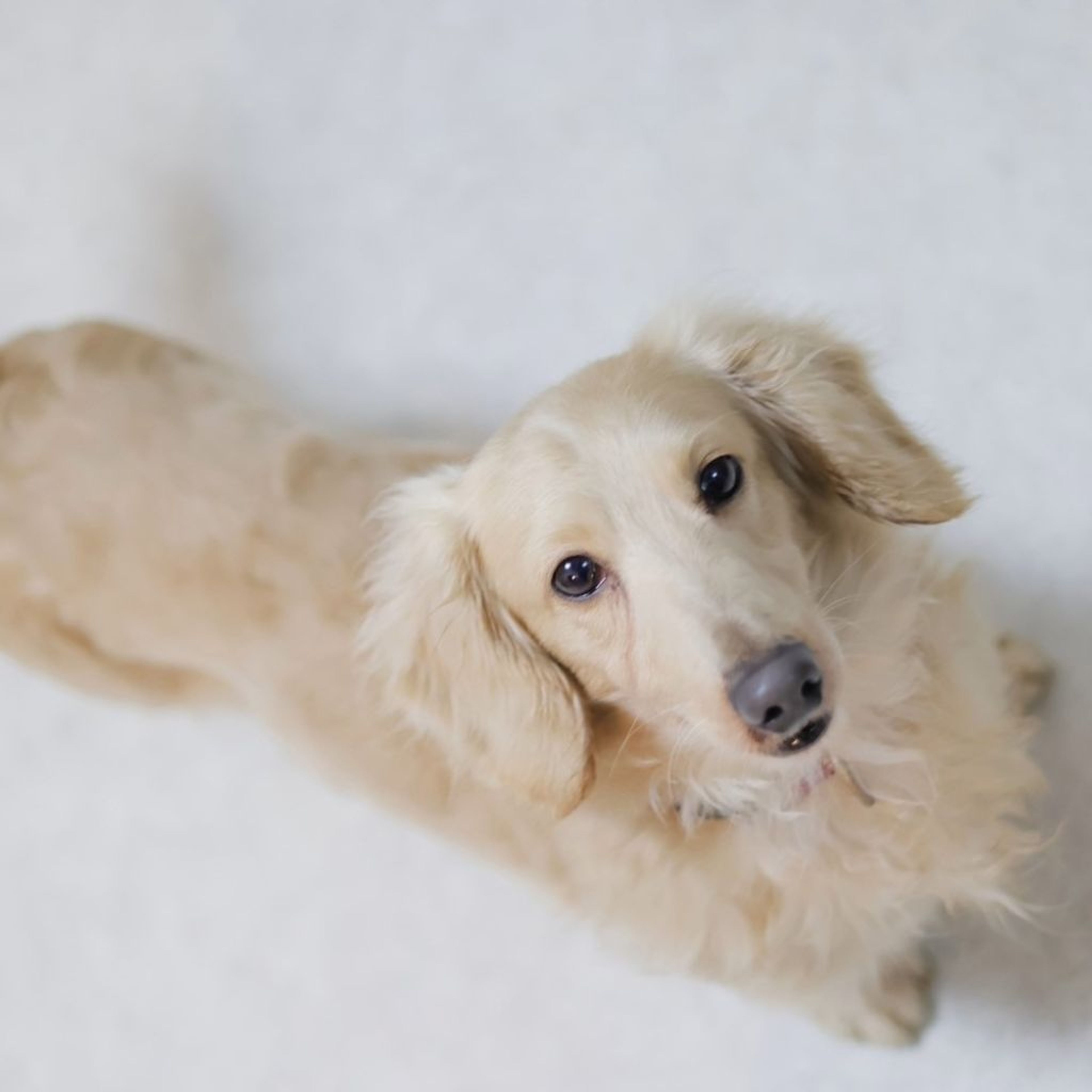 pet-image-4