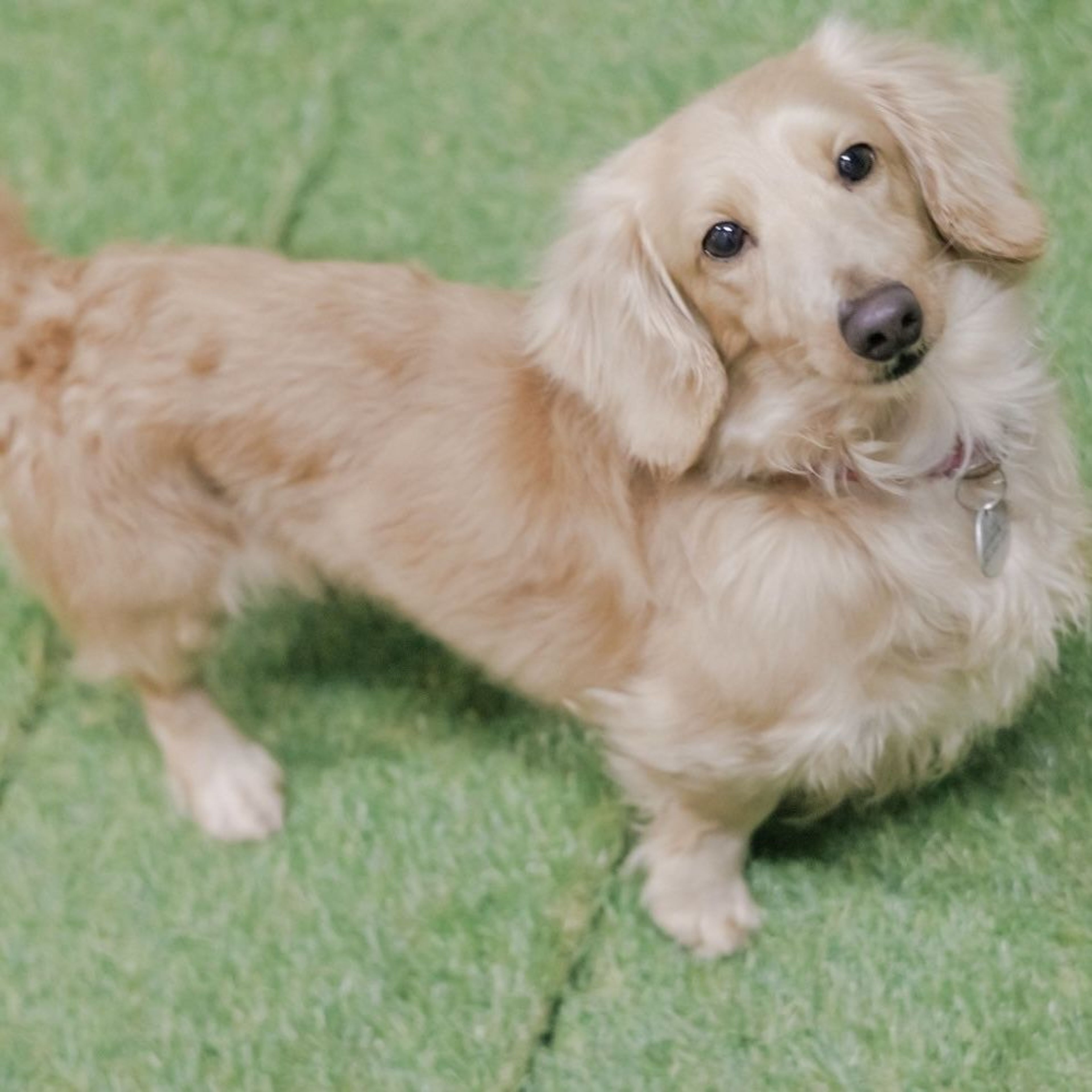 pet-image-6
